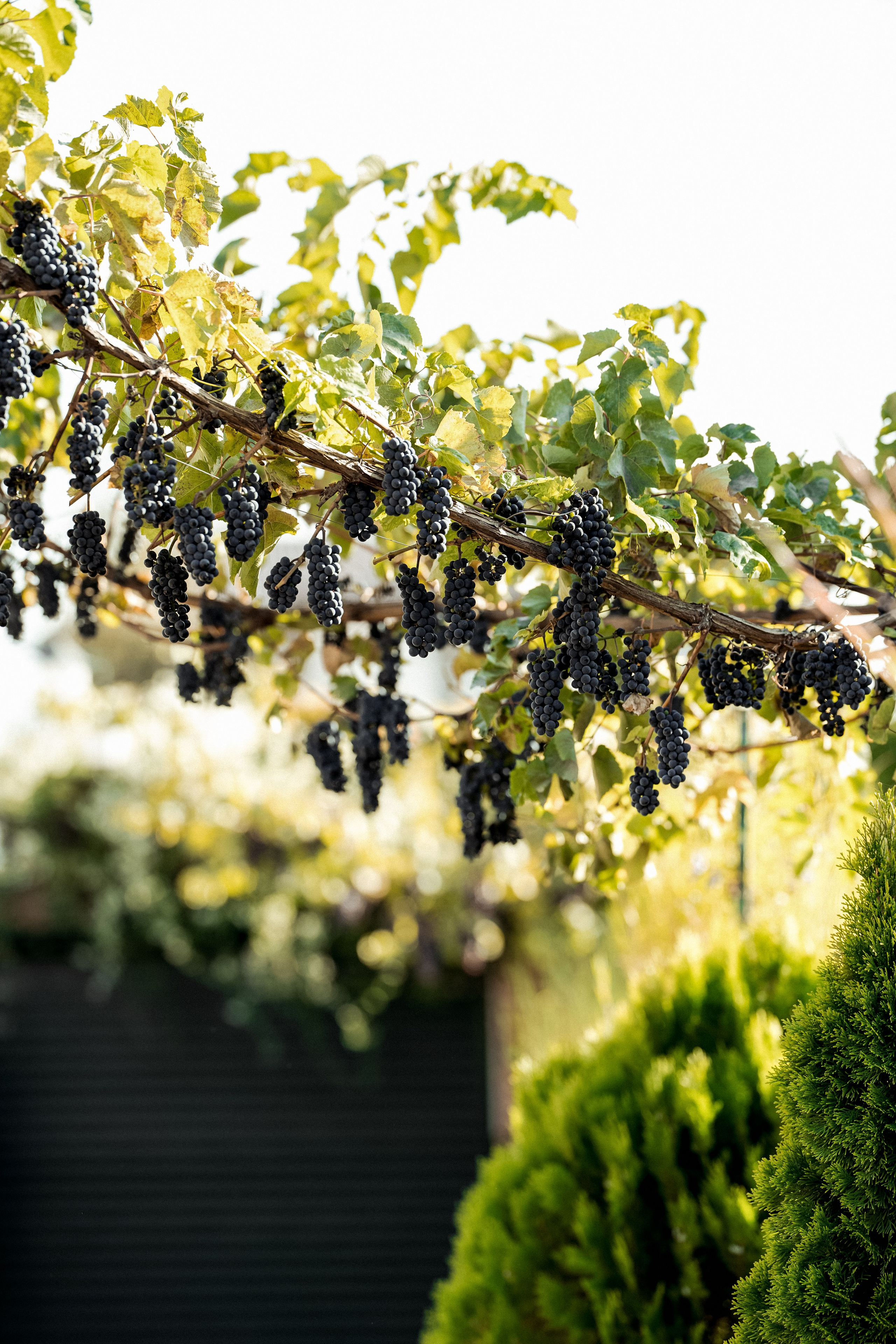 Влад |Диана. Свадебный фотограф в Ростове-на-Дону Саша Филатова