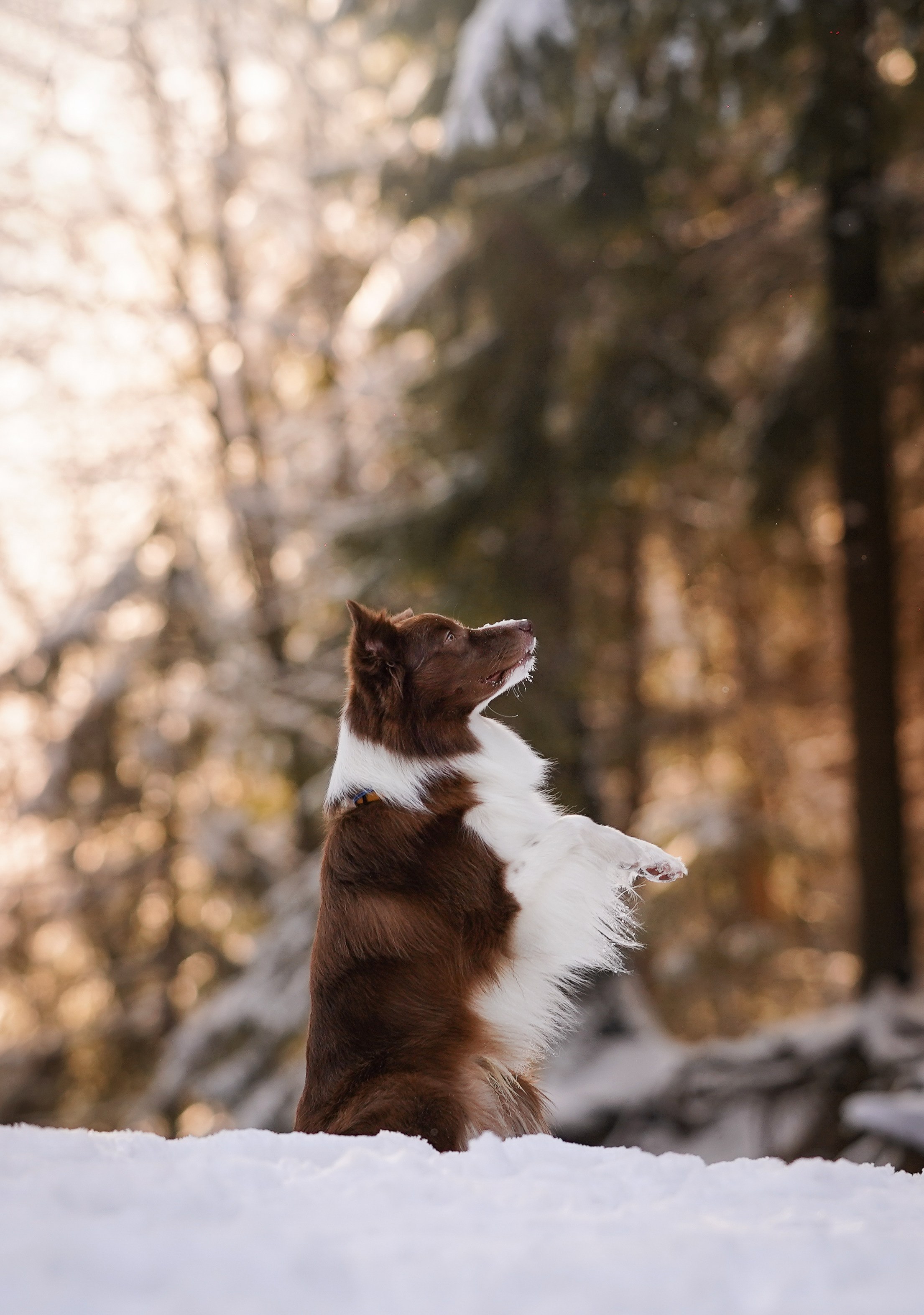 Катя и Ская. Фотограф-анималист в Санкт-Петербурге Яна Мартынова