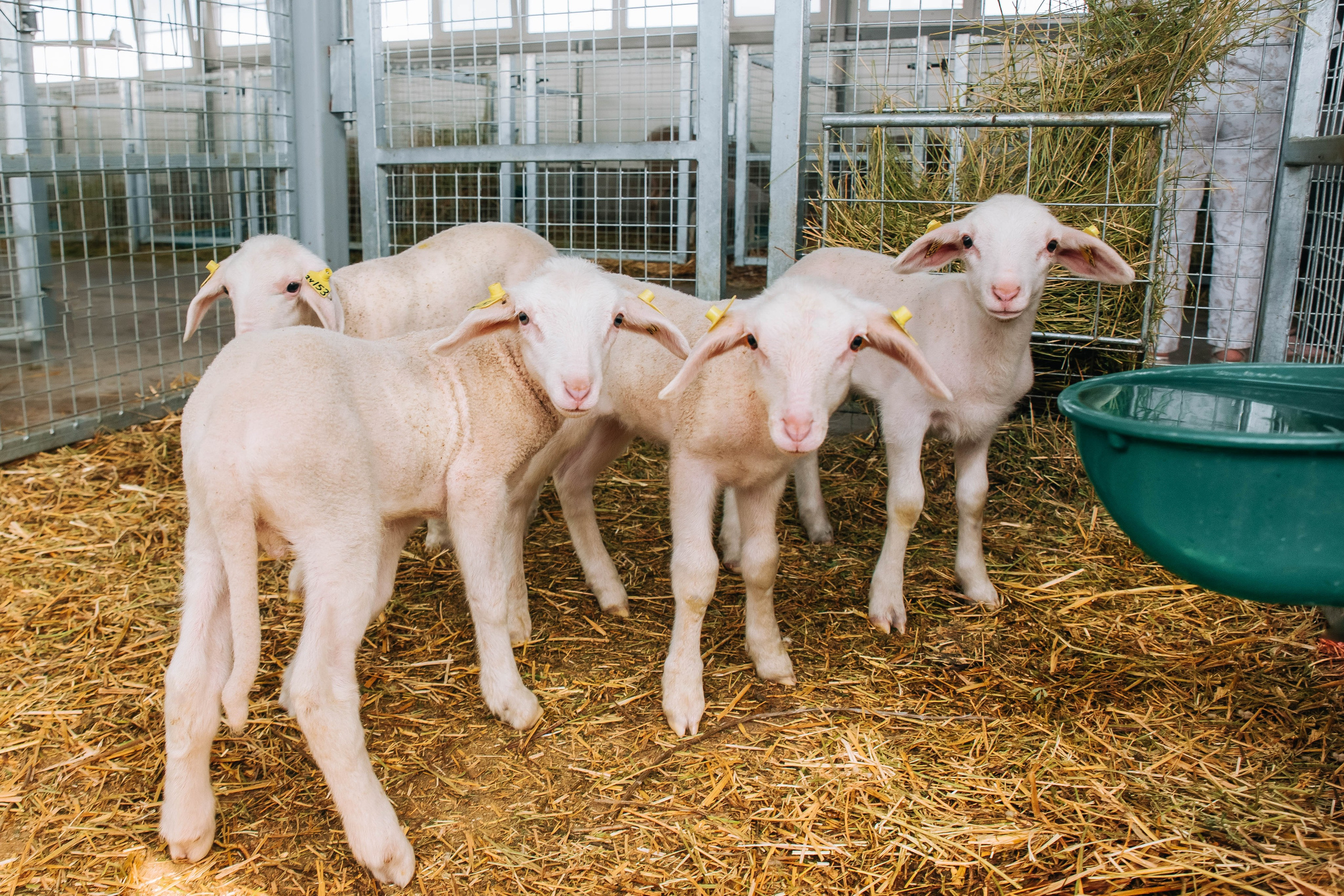 Овечья Ферма. Агрокурьер Красный Яр. Главная