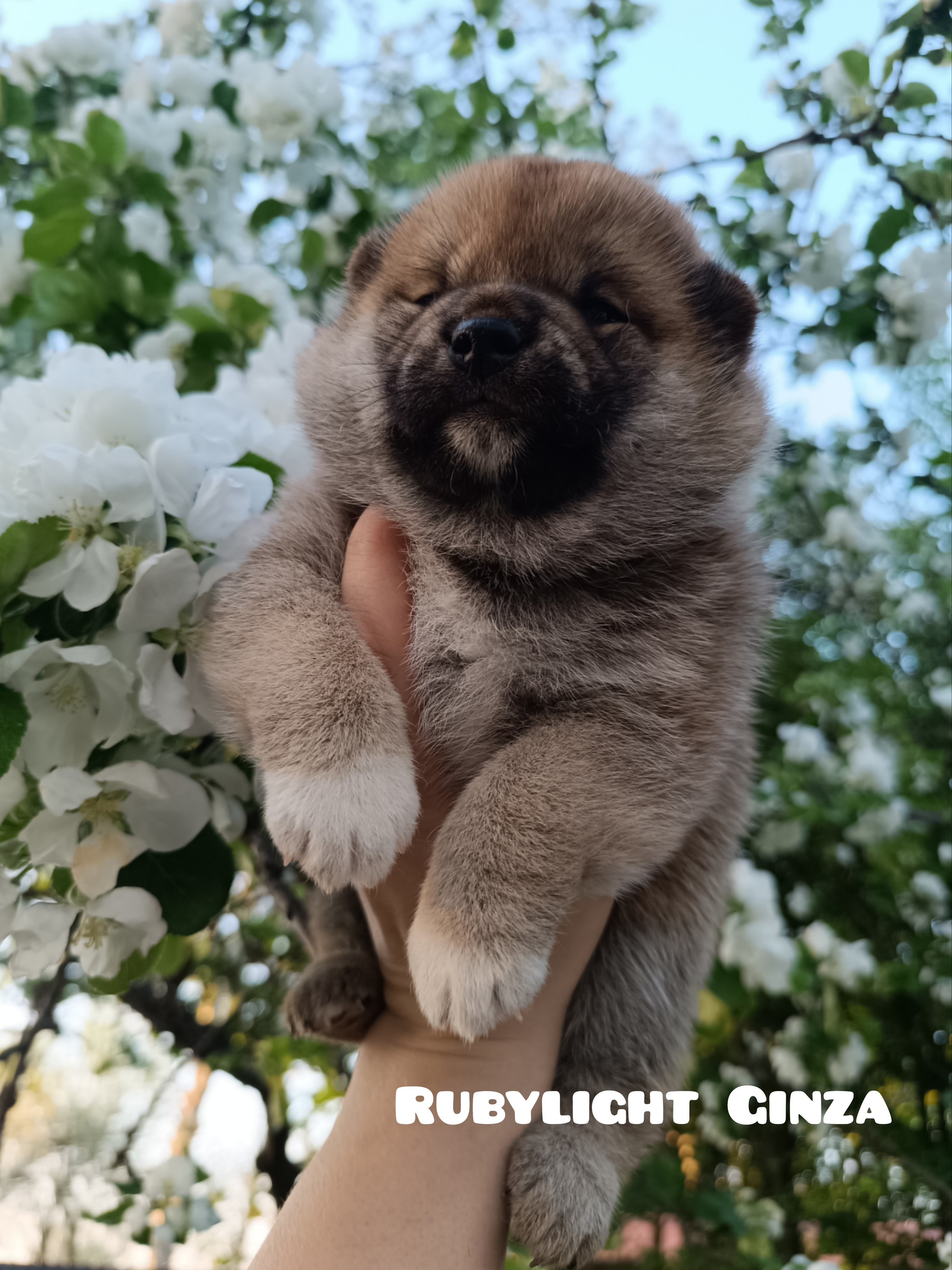 сиба питомник Рубилайт щенки на продажу rubylight  сиба щенки купить СПб Санкт-Петербург 