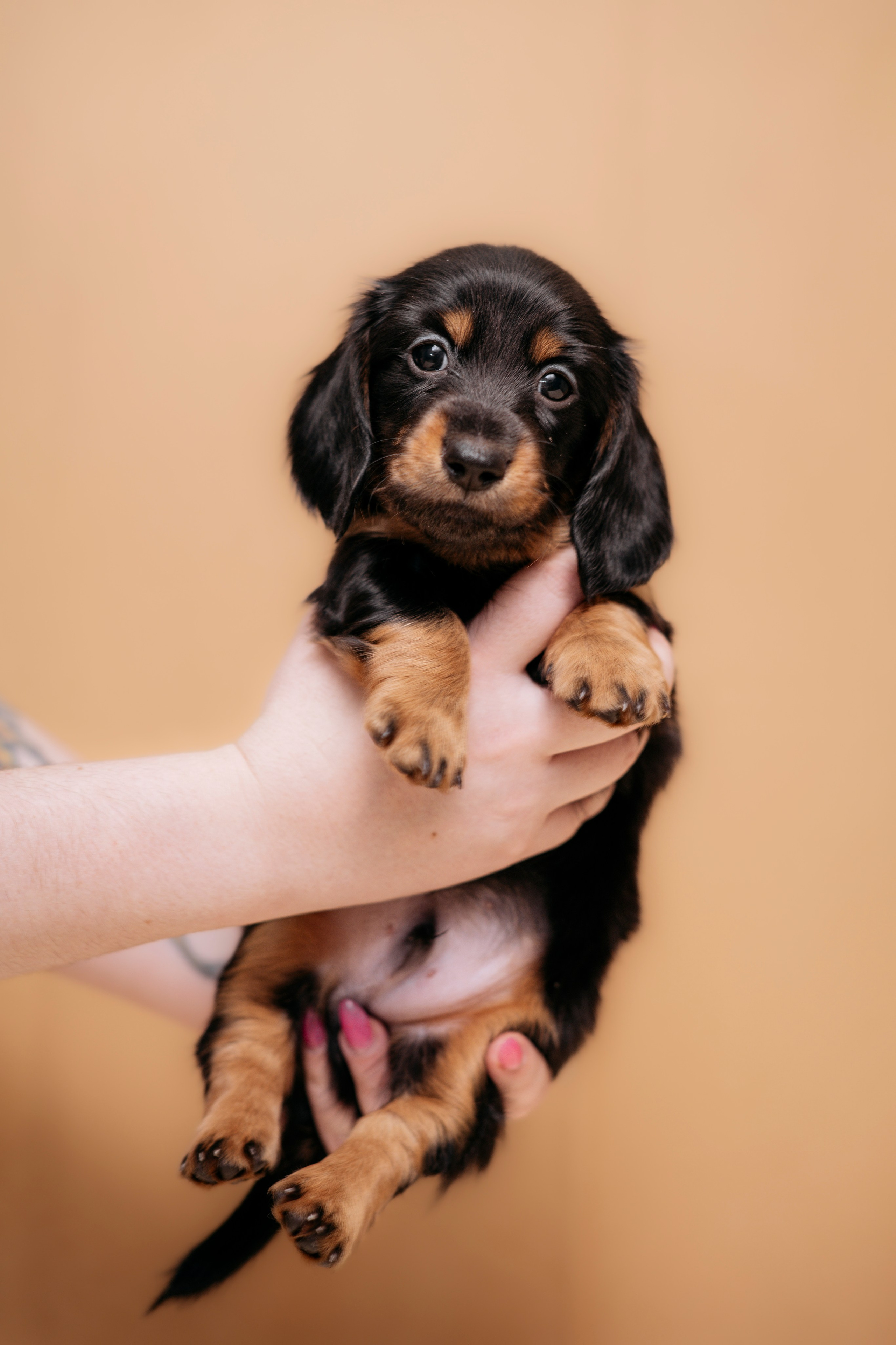 Собаки. FASHION ФОТОГРАФ КАЗАНЬ