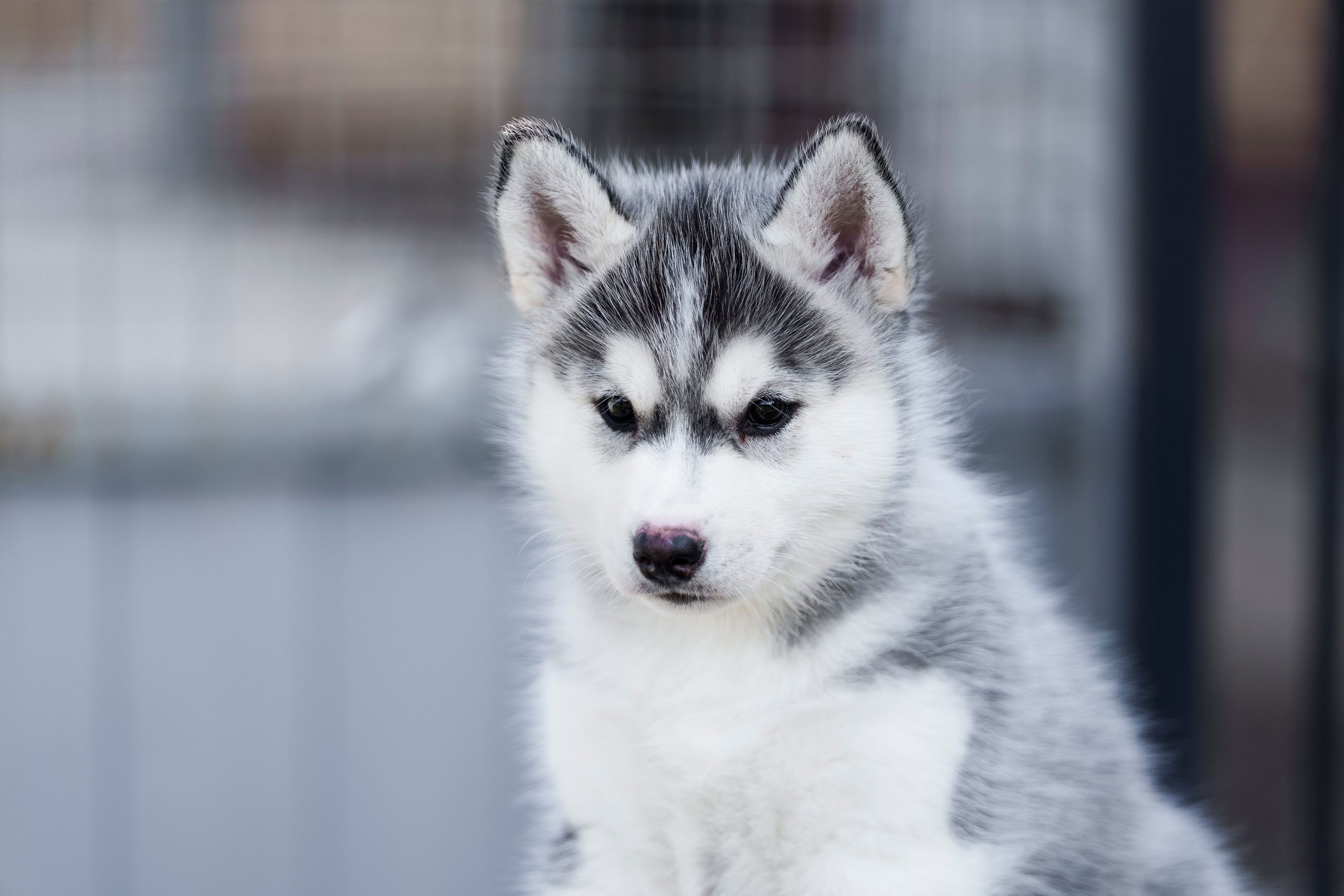 Собаки. FASHION ФОТОГРАФ КАЗАНЬ