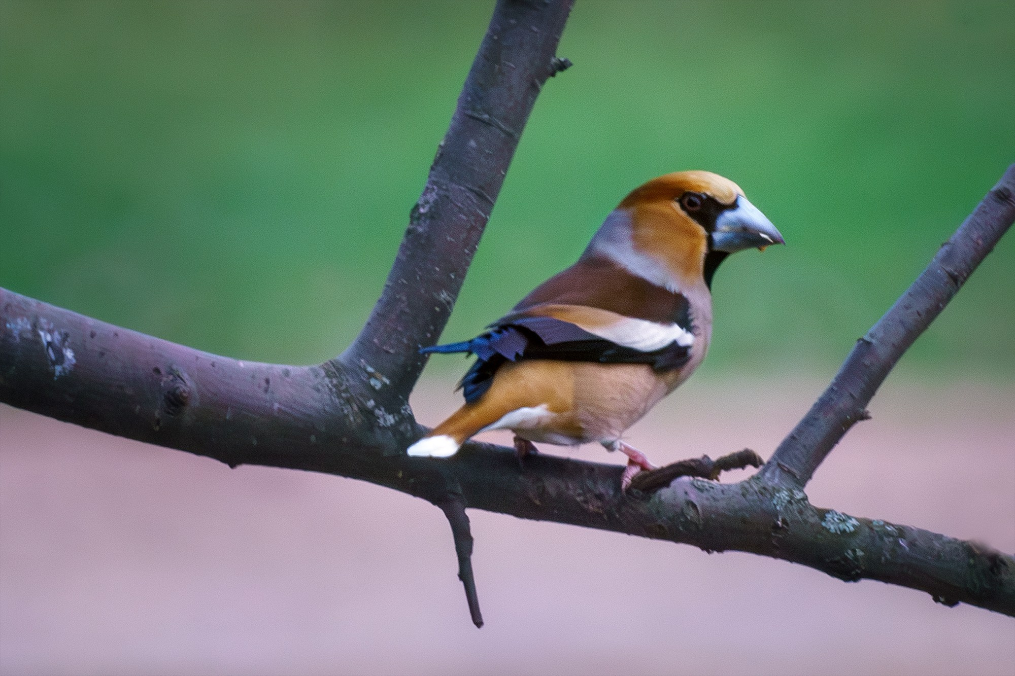 Удивительные мир птиц. Вокруг нас столько прекрасного — присмотритесь!. Ваш личный фотограф Марина Волкова