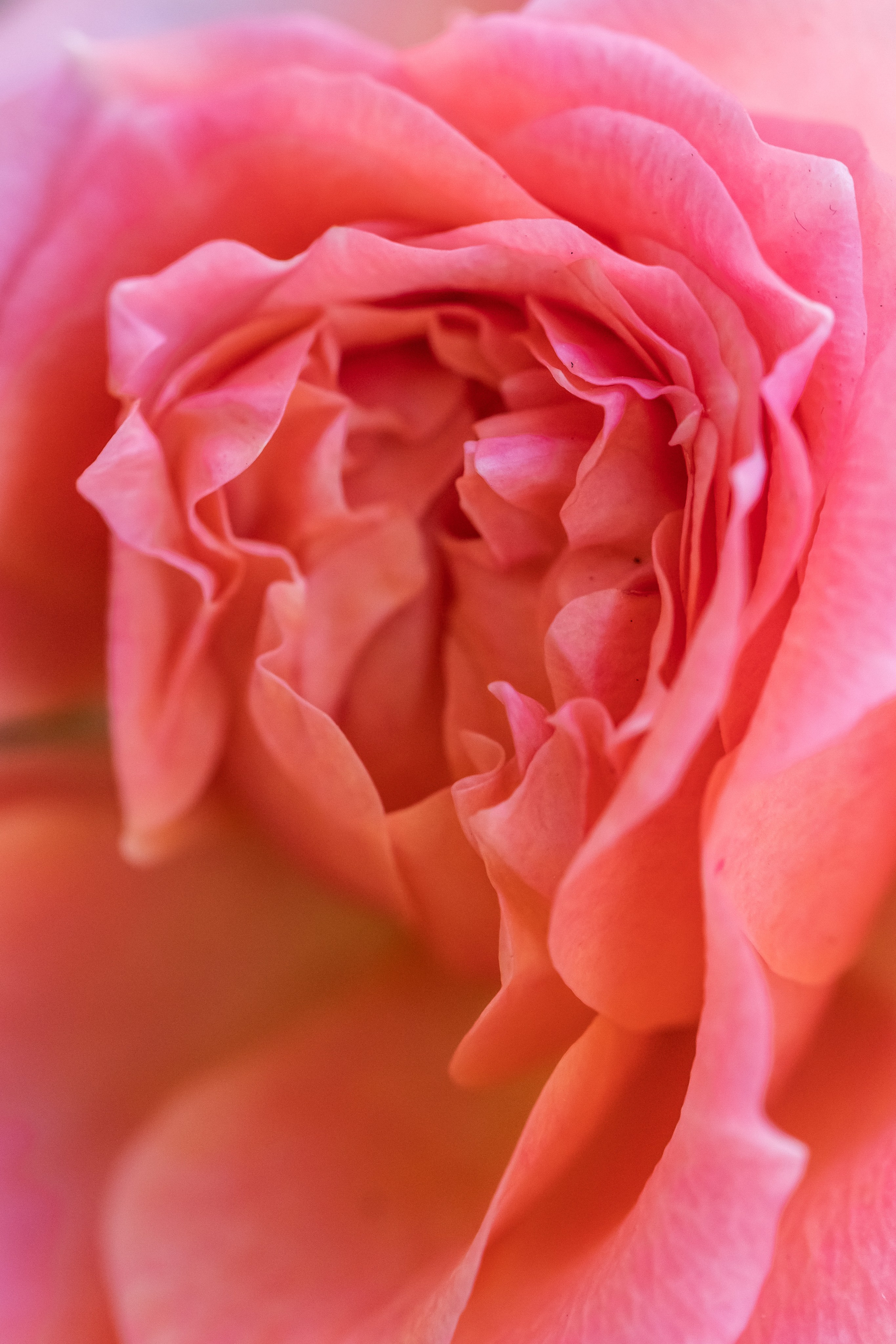 Съемка для проекта: Театрализованный ужин «Один летний день» в отеле Wawelberg. NesterovaMaria.ru