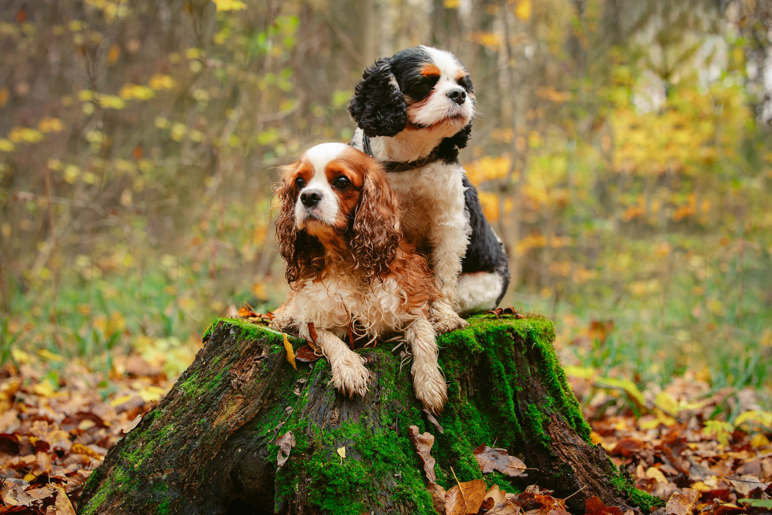 Ричард и Филя. Виктория Михайловская. Фотограф-анималист. Москва