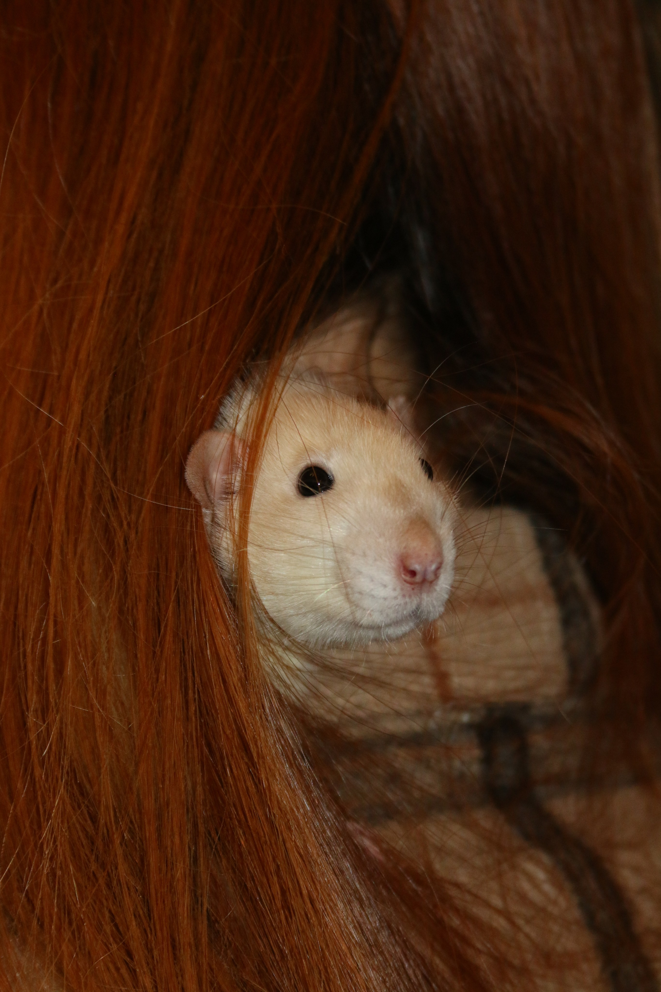 Съемка с питомцем