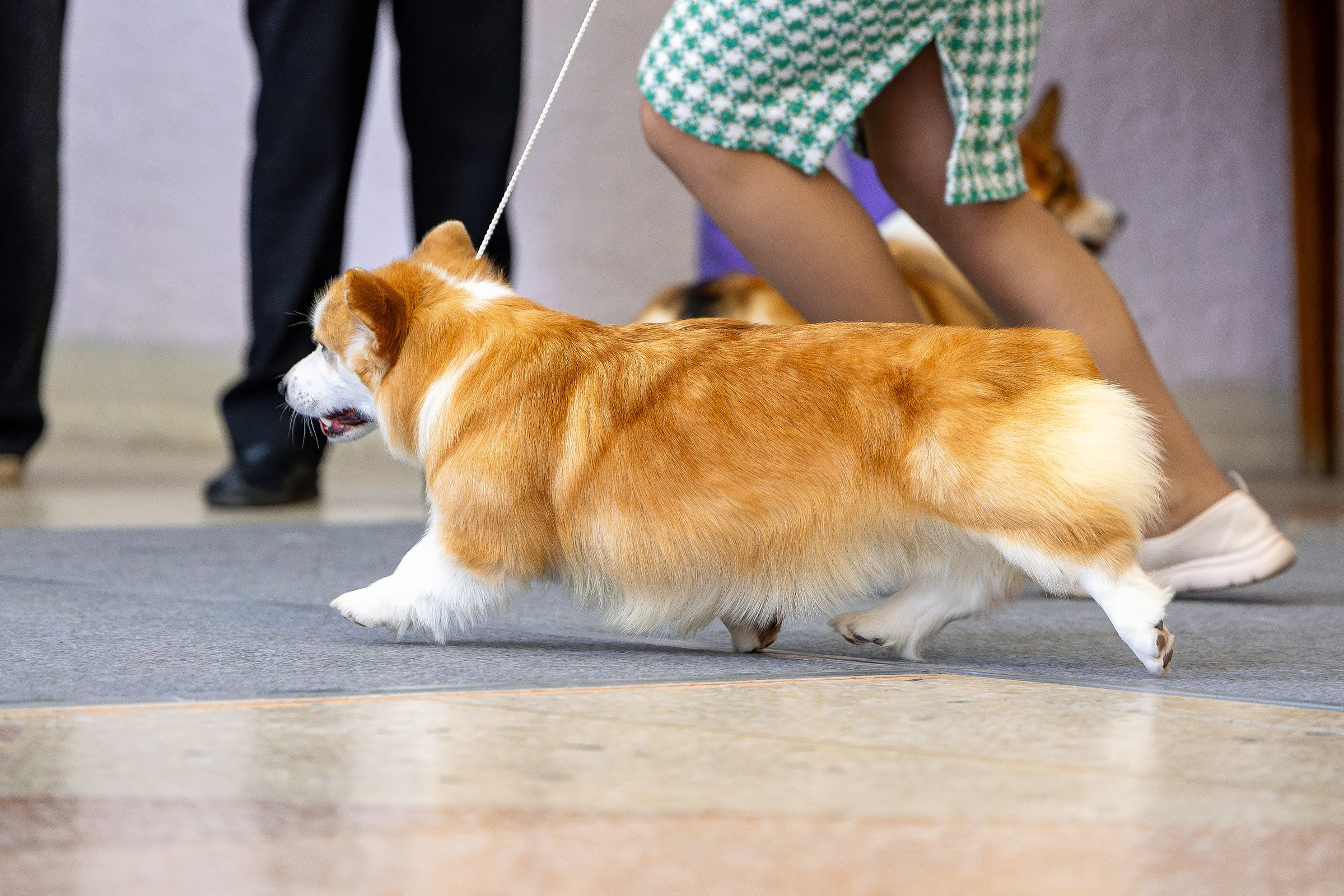 6 апреля 2025, Выставка РКФ, г. Пермь. Htykk_photo