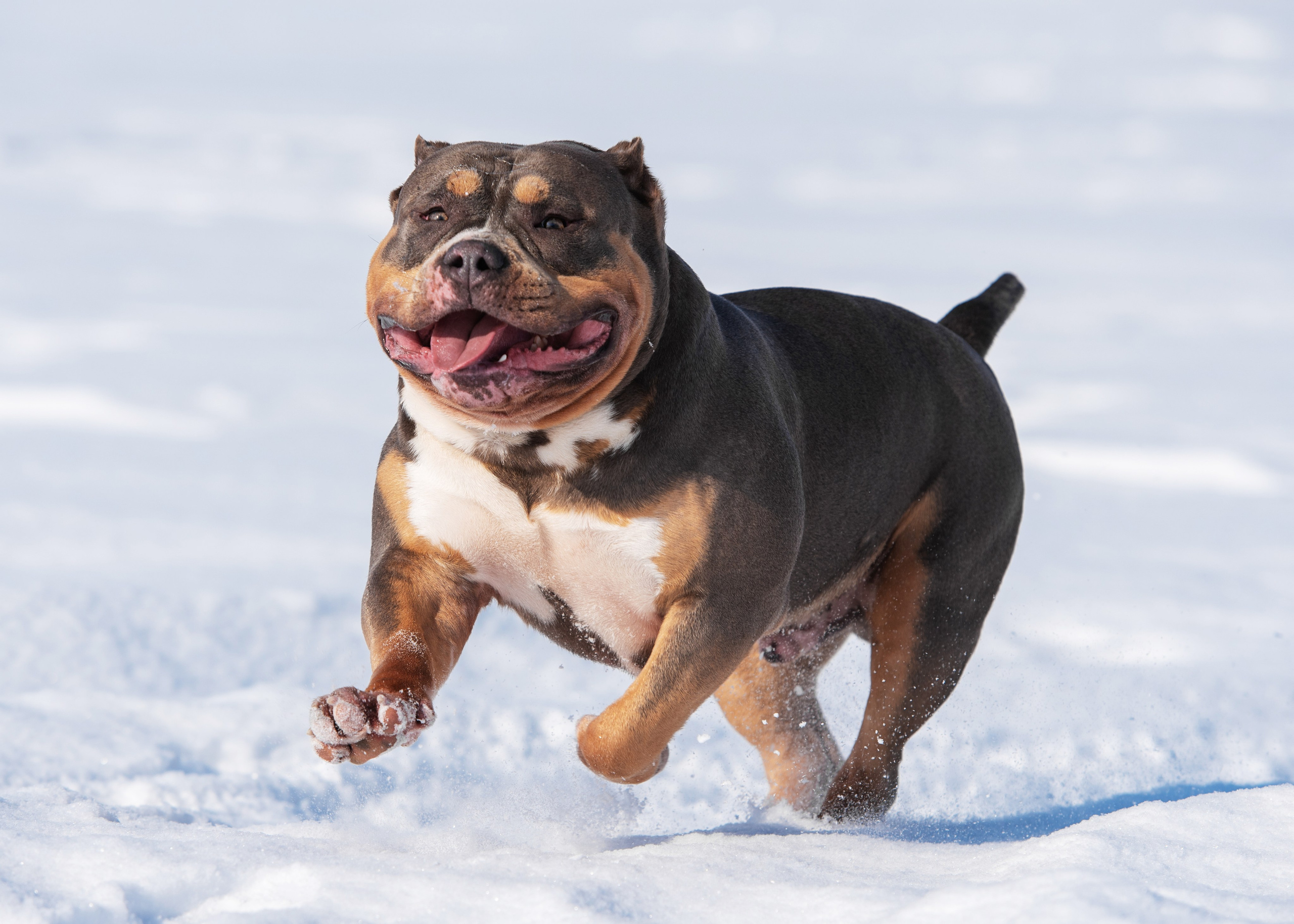Булли. Дог-фотограф в Тюмени Александра Королева