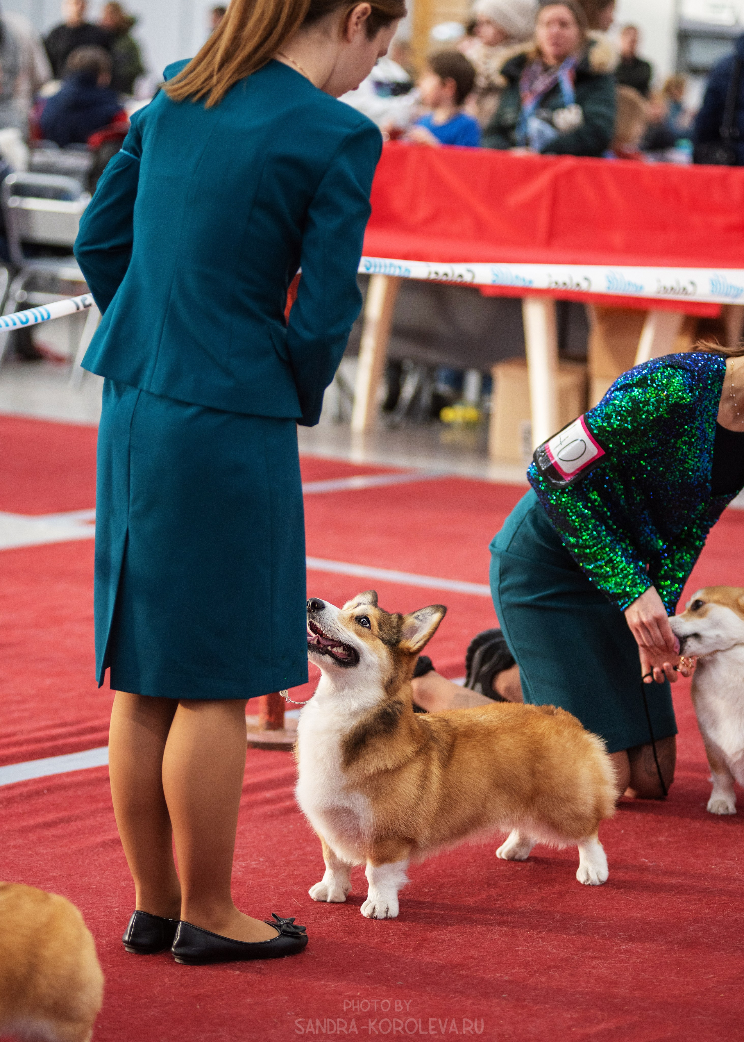Выставка собак тюмень 14.01.2023. Дог-фотограф в Тюмени Александра Королева