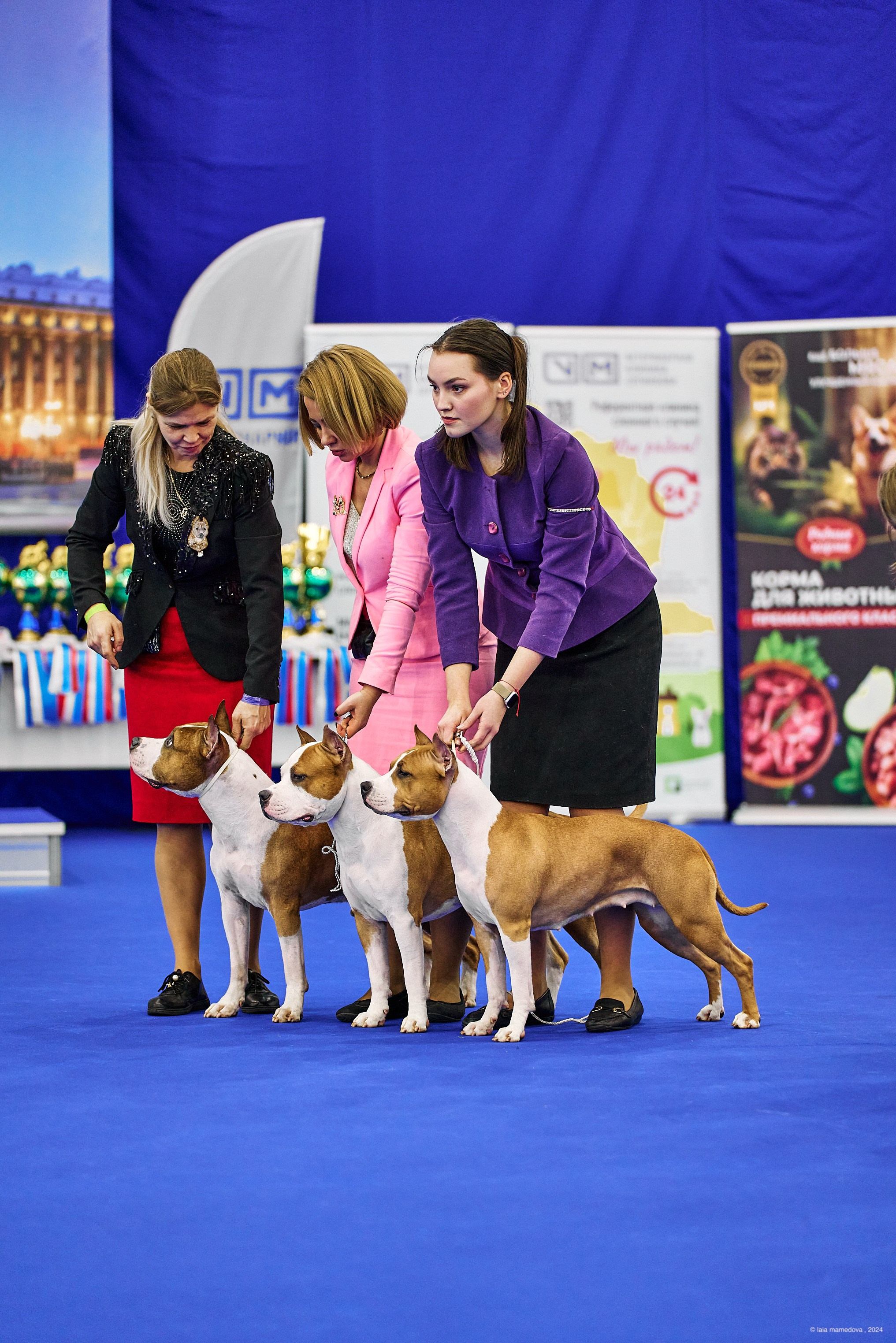 РЕЙТИНГОВАЯ ВЫСТАВКА СОБАК ВСЕХ ПОРОД С ОСОБЫМ СТАТУСОМ"НЕВСКИЙ ПОБЕДИТЕЛЬ-2024-1"