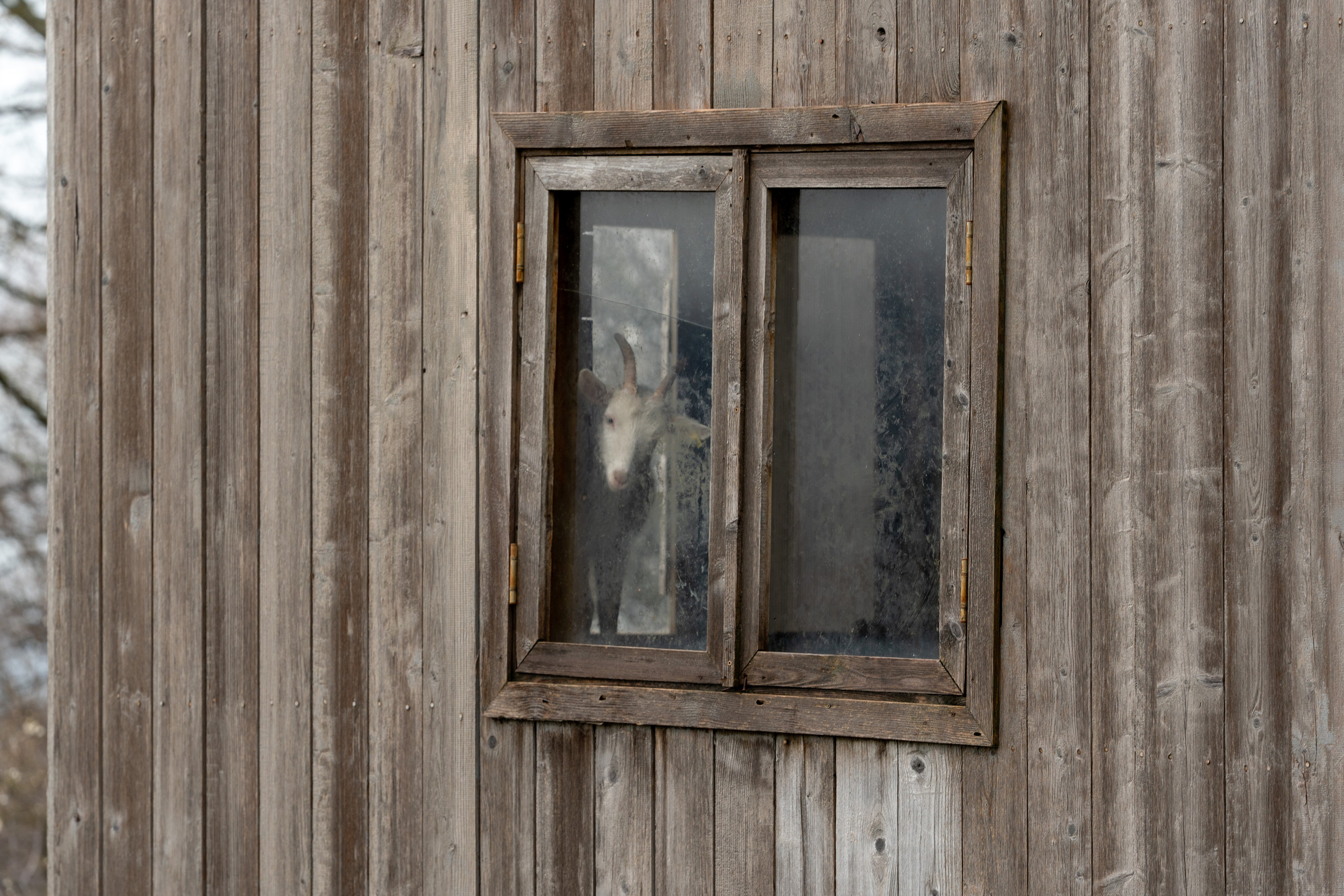 MICE мероприятие на ферме Экзархо. Репортажный фотограф в Красной Поляне и Сочи Павлюченко Екатерина