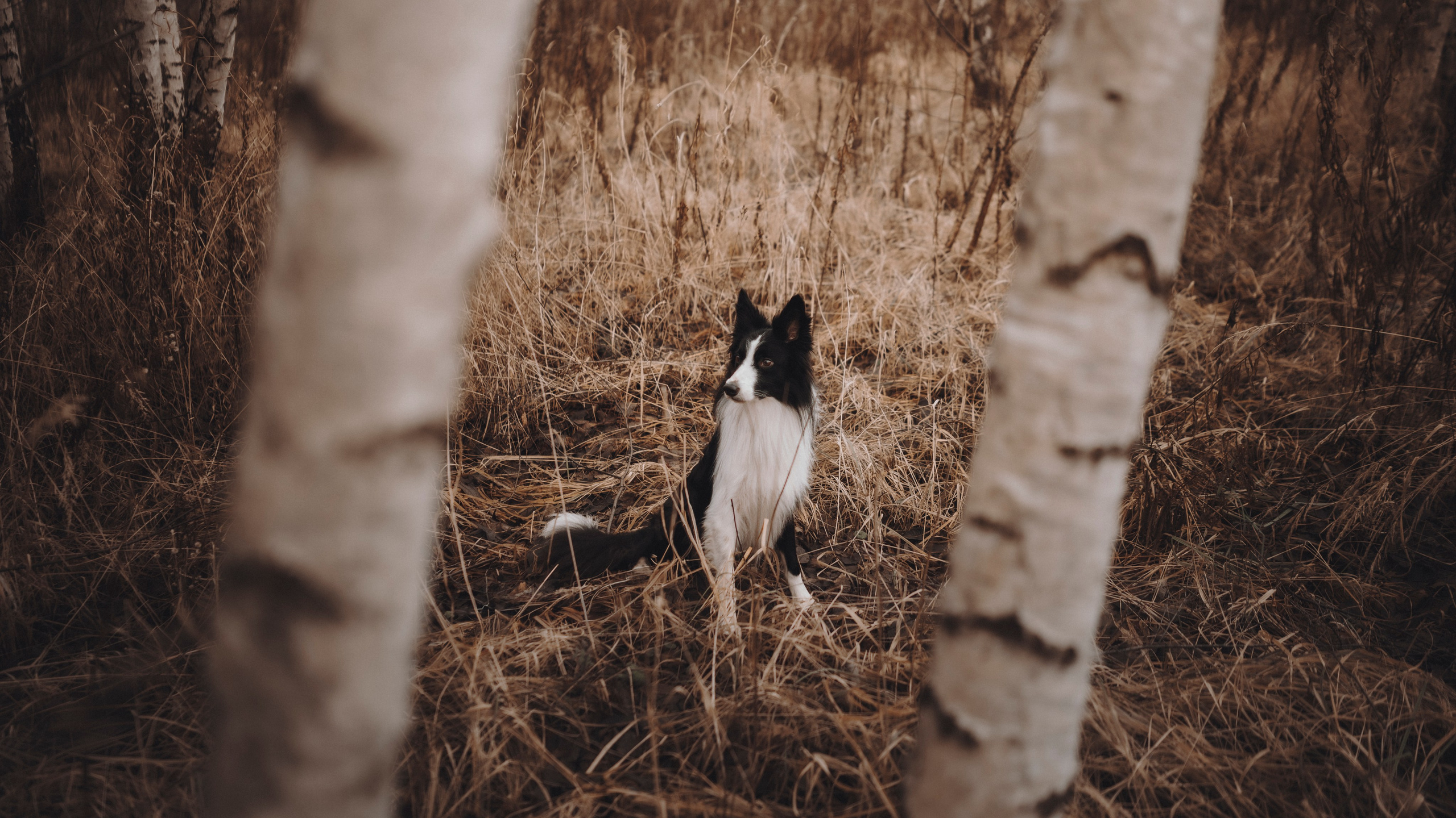Даша и Того. Семейный фотограф анималист Ананьева Мария — Москва