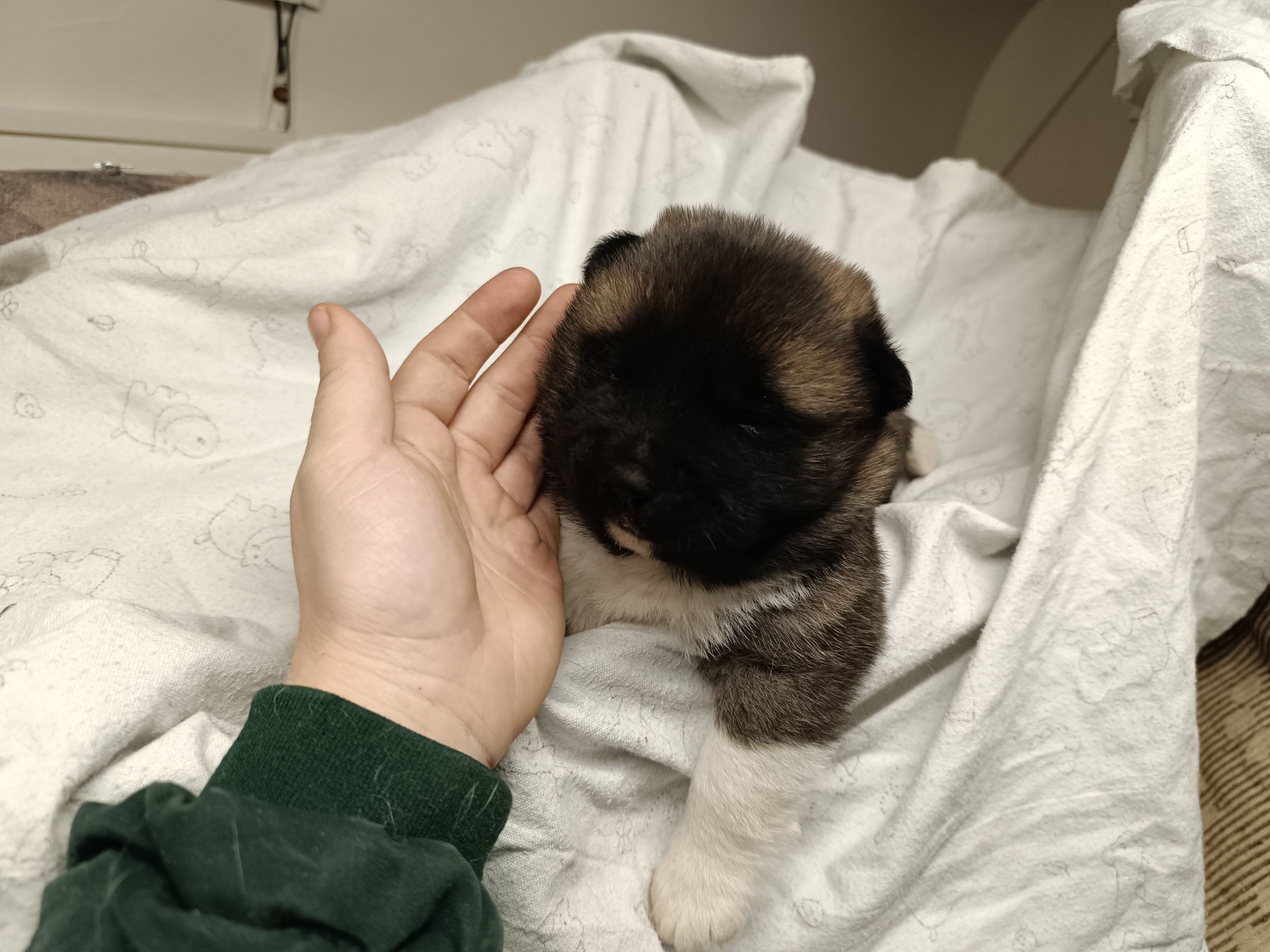 Американская акита  щенки питомник Санкт-Петербург клубные щенки Американская акита питомник RUBYLIGHT Рубилайт купить щенка американской акиты