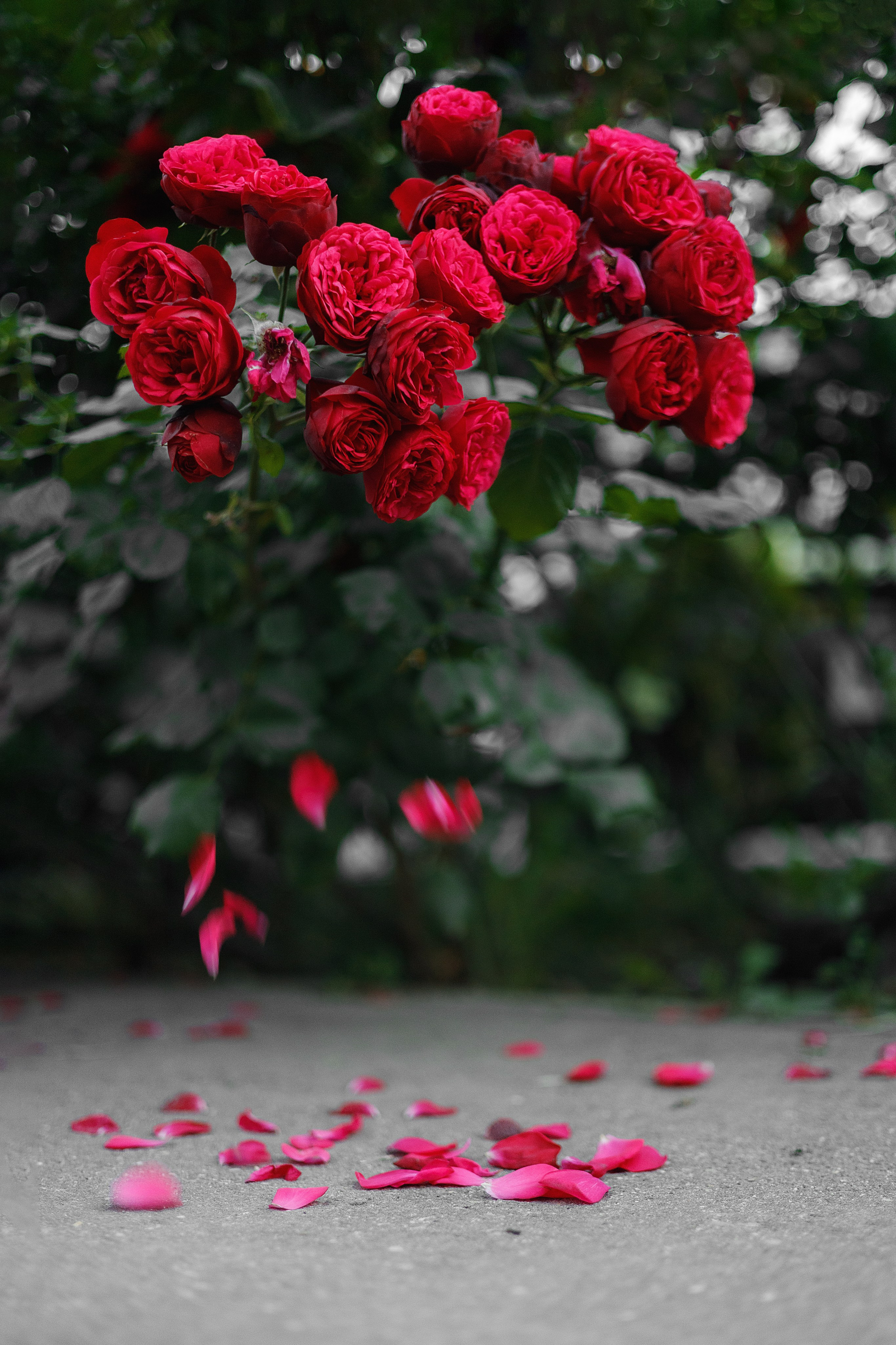 Проект «366»|2024|Фото каждый день. LENA GRACE photographer ||ЛЕНА ГРЭЙС фотограф