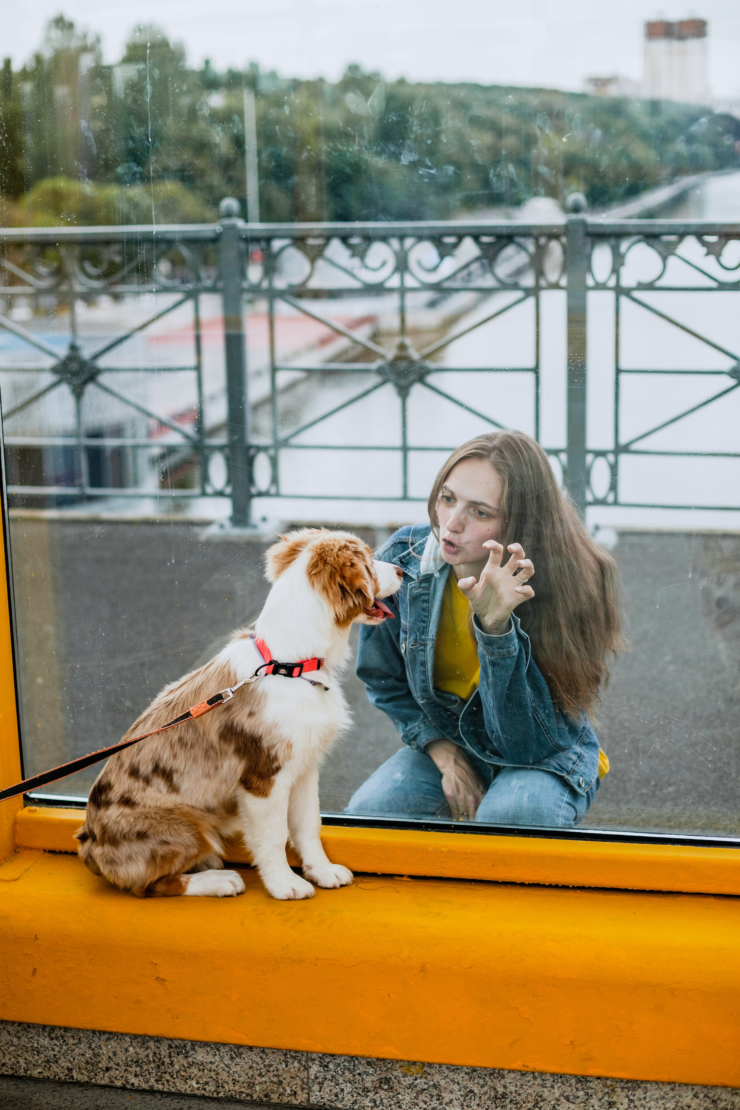 Андреевский мост. Фотограф-анималист Татьяна Степанова