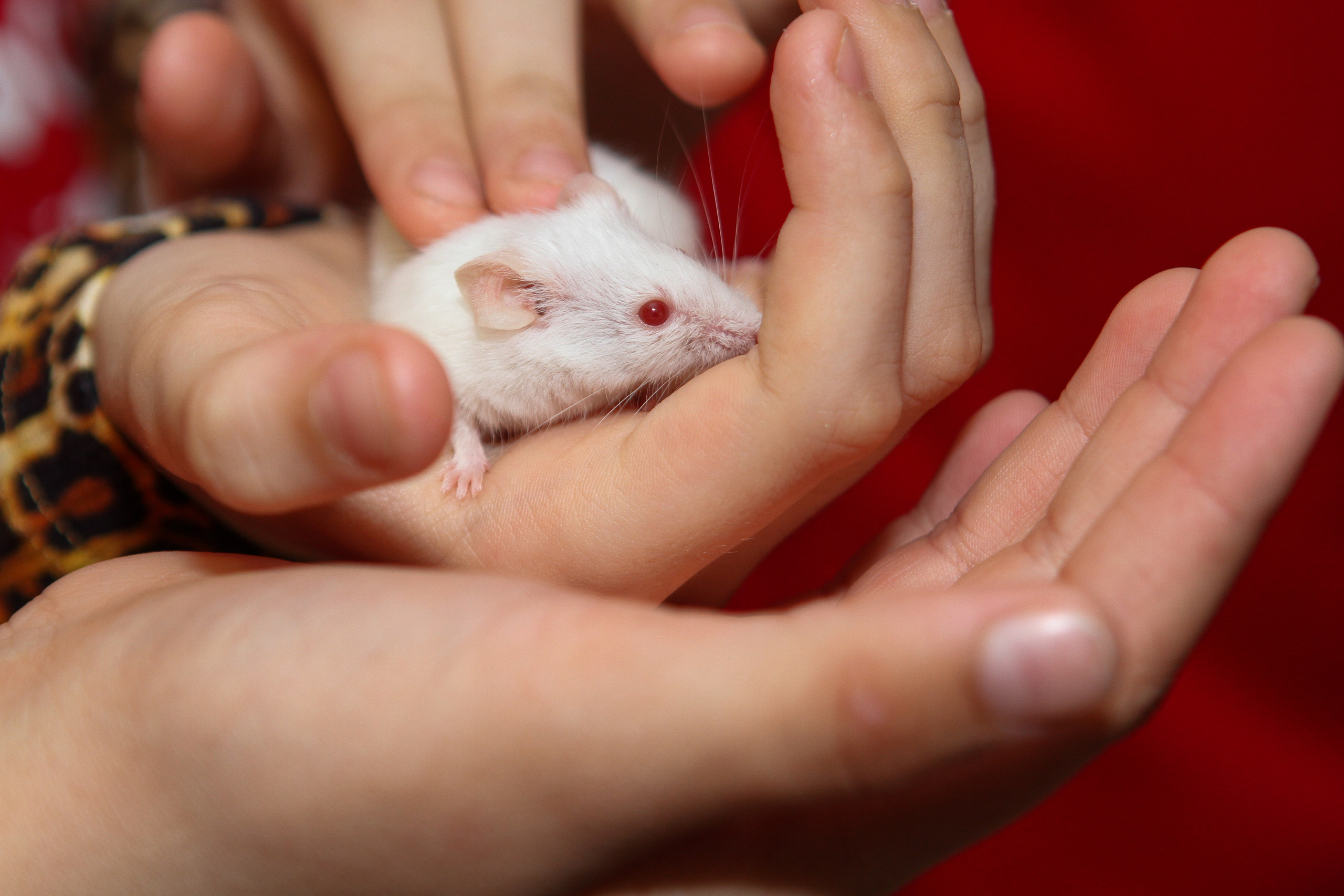 Детские мероприятия. Репортажный и спортивный фотограф в г. Пермь Зильберг Павел