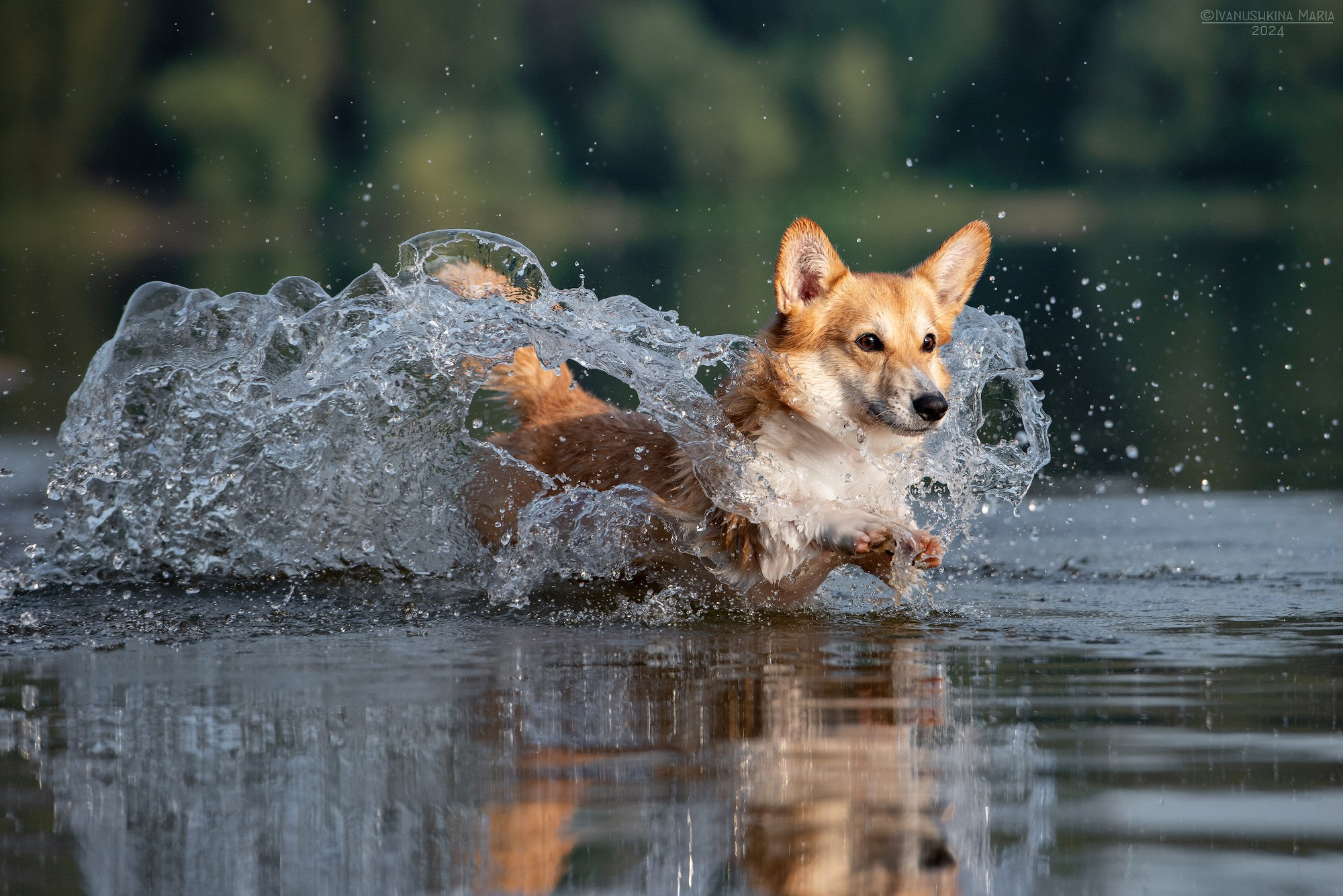 корги в воде