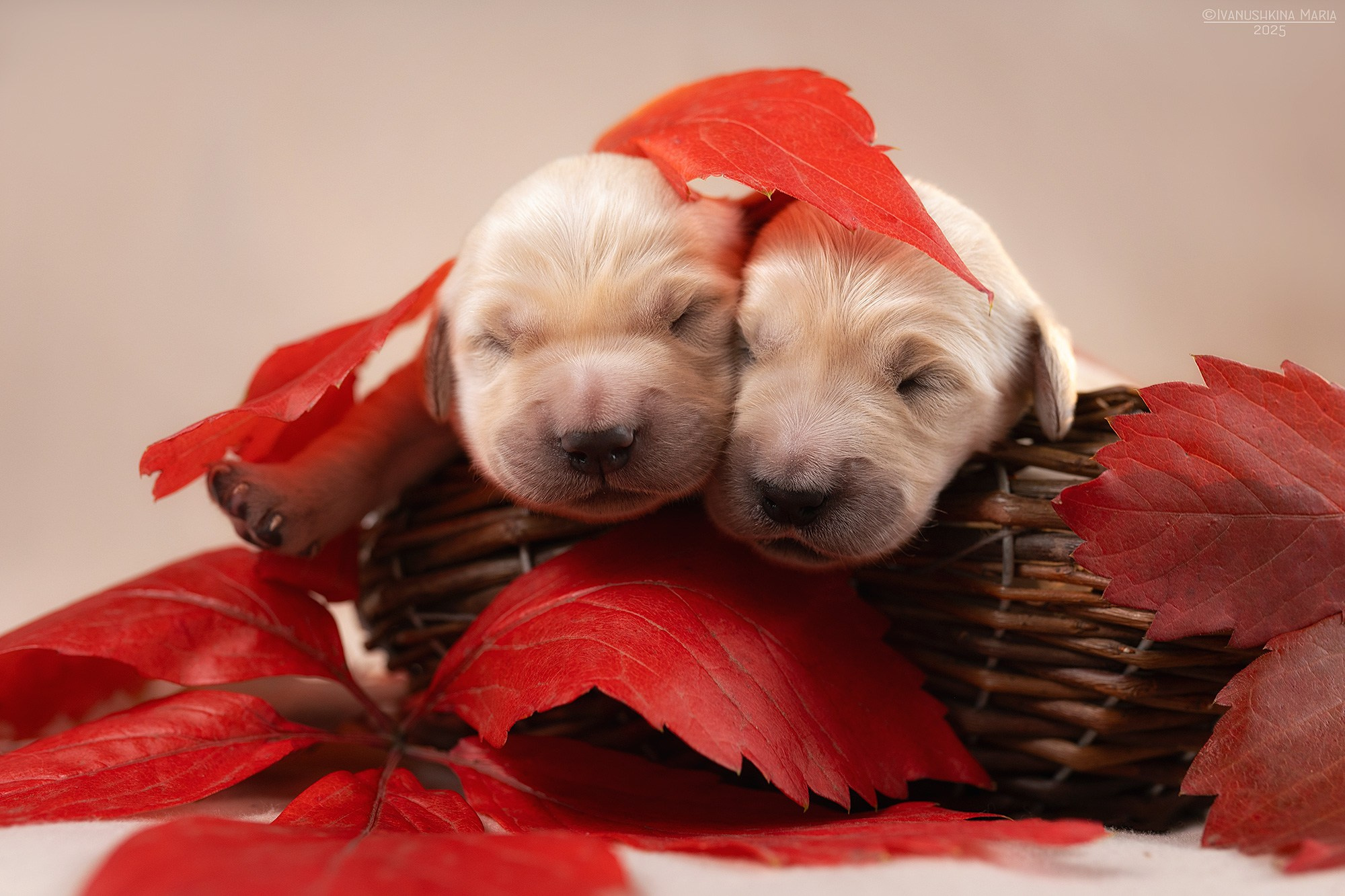 Ньюборн фотосессия щенков. Фотограф собак в Москве и Московской области Иванушкина Мария