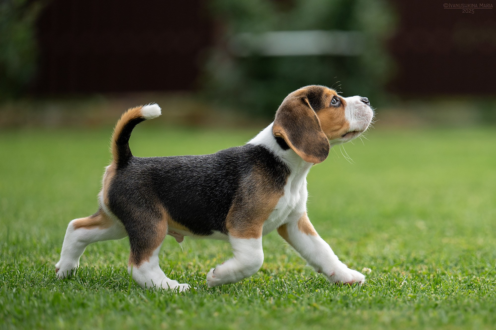 Фотосессия щенков на продажу. Фотограф собак в Москве и Московской области Иванушкина Мария