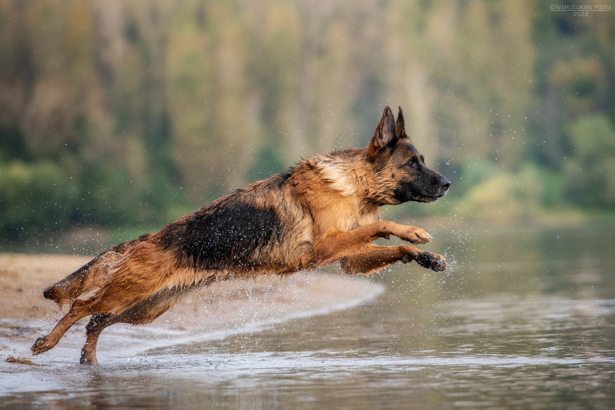 овчарка прыгает в воду