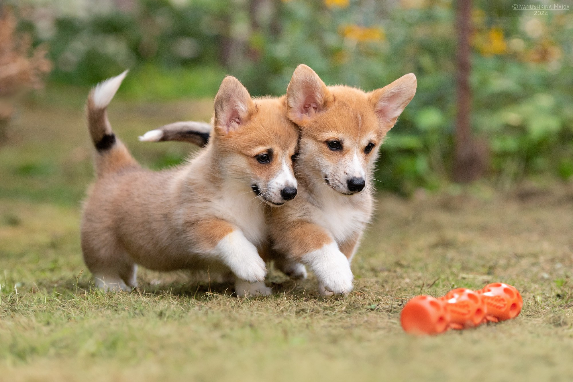 Фотосессия щенков на продажу. Фотограф собак в Москве и Московской области Иванушкина Мария