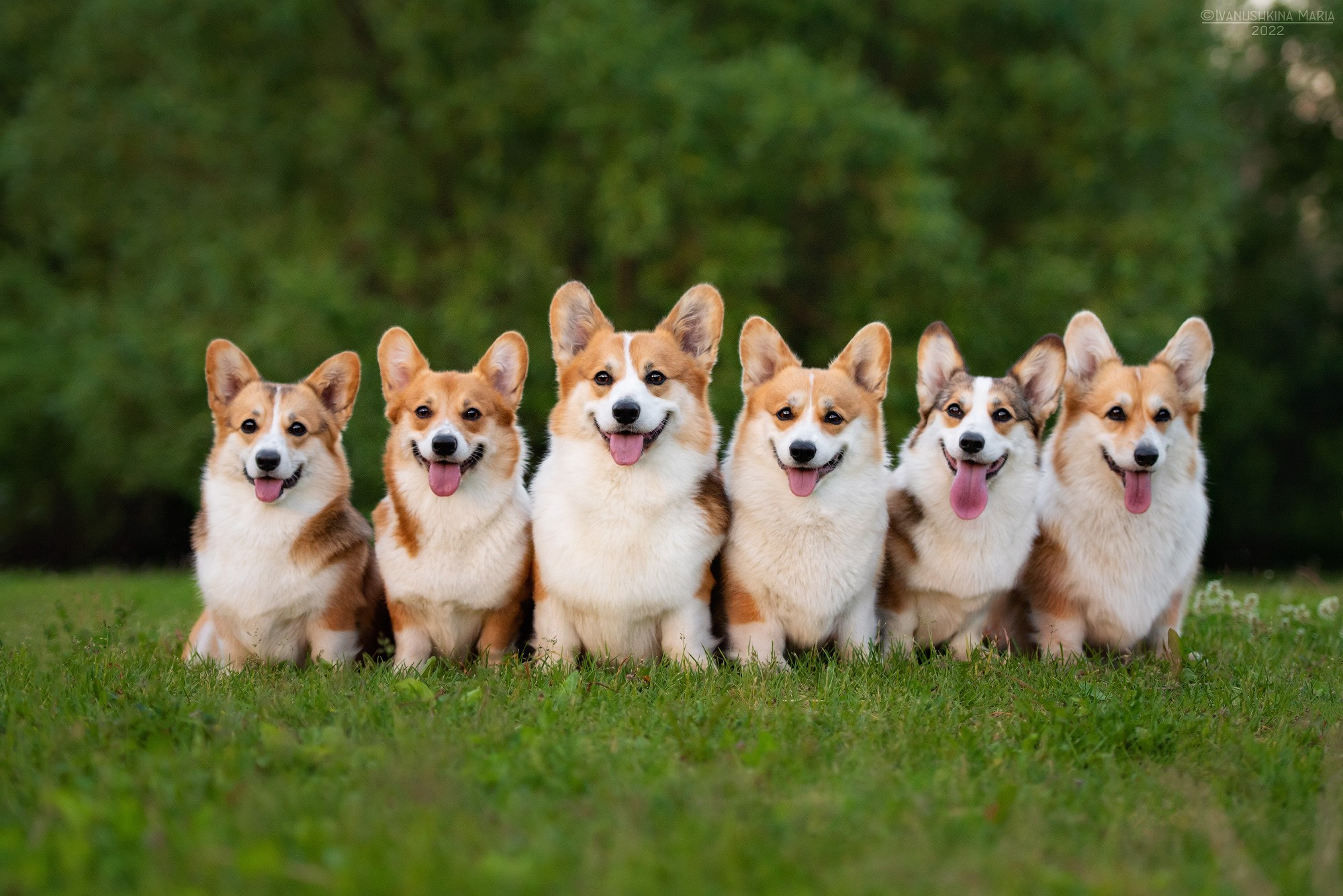 много вельш корги пемброков