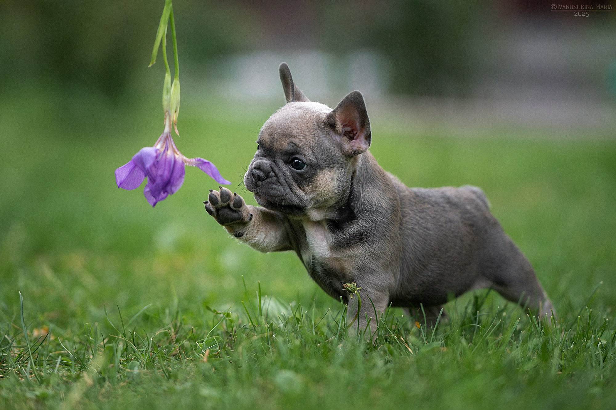 Фотосессия щенков на продажу. Фотограф собак в Москве и Московской области Иванушкина Мария