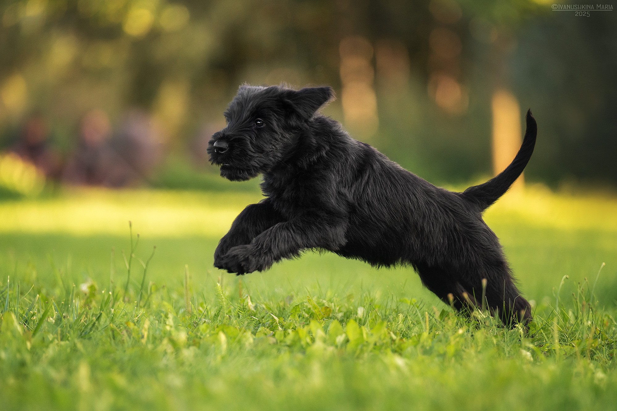 Фотосессия щенков на продажу. Фотограф собак в Москве и Московской области Иванушкина Мария