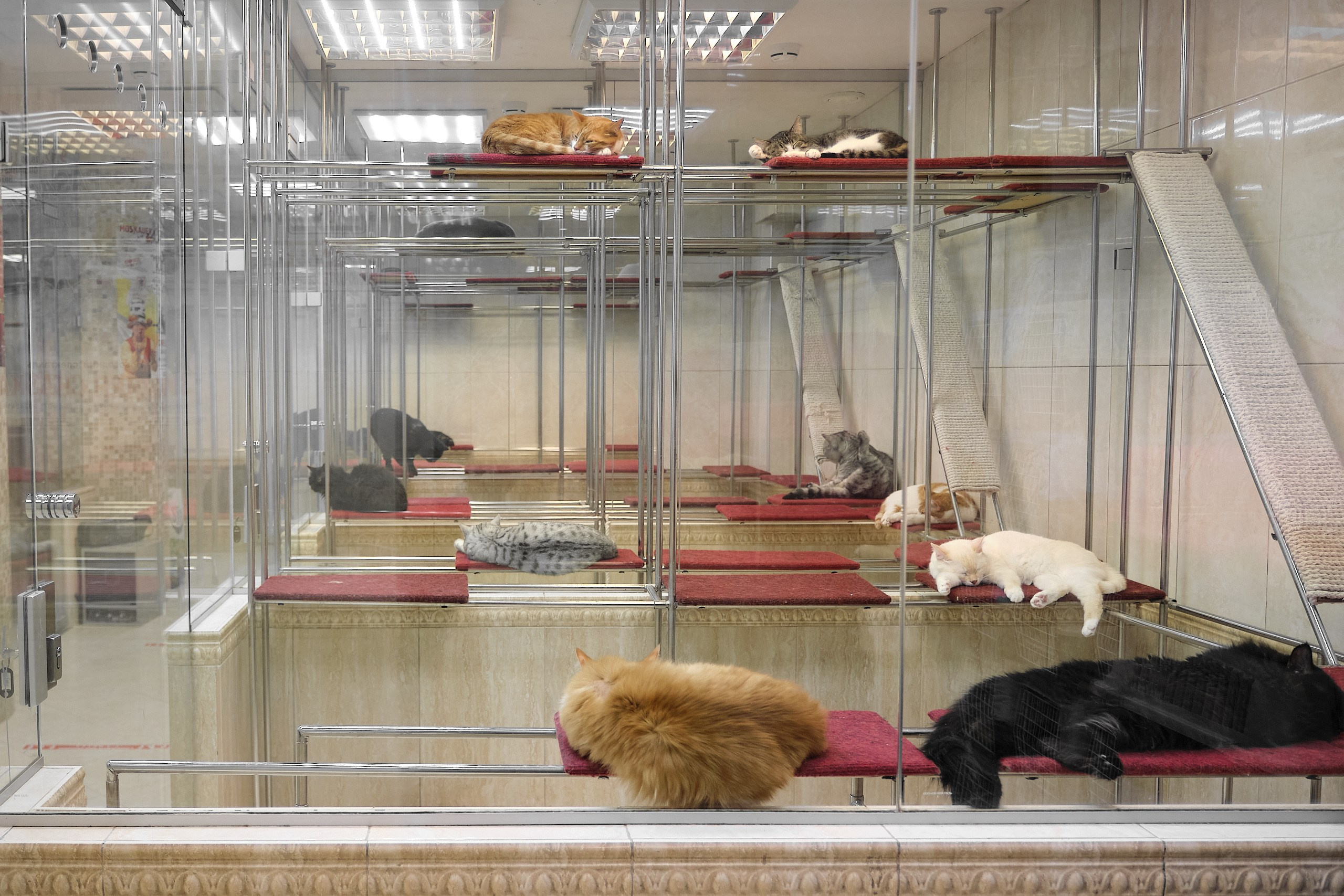 Пресс-конференция Ю.Куклачева в театре кошек