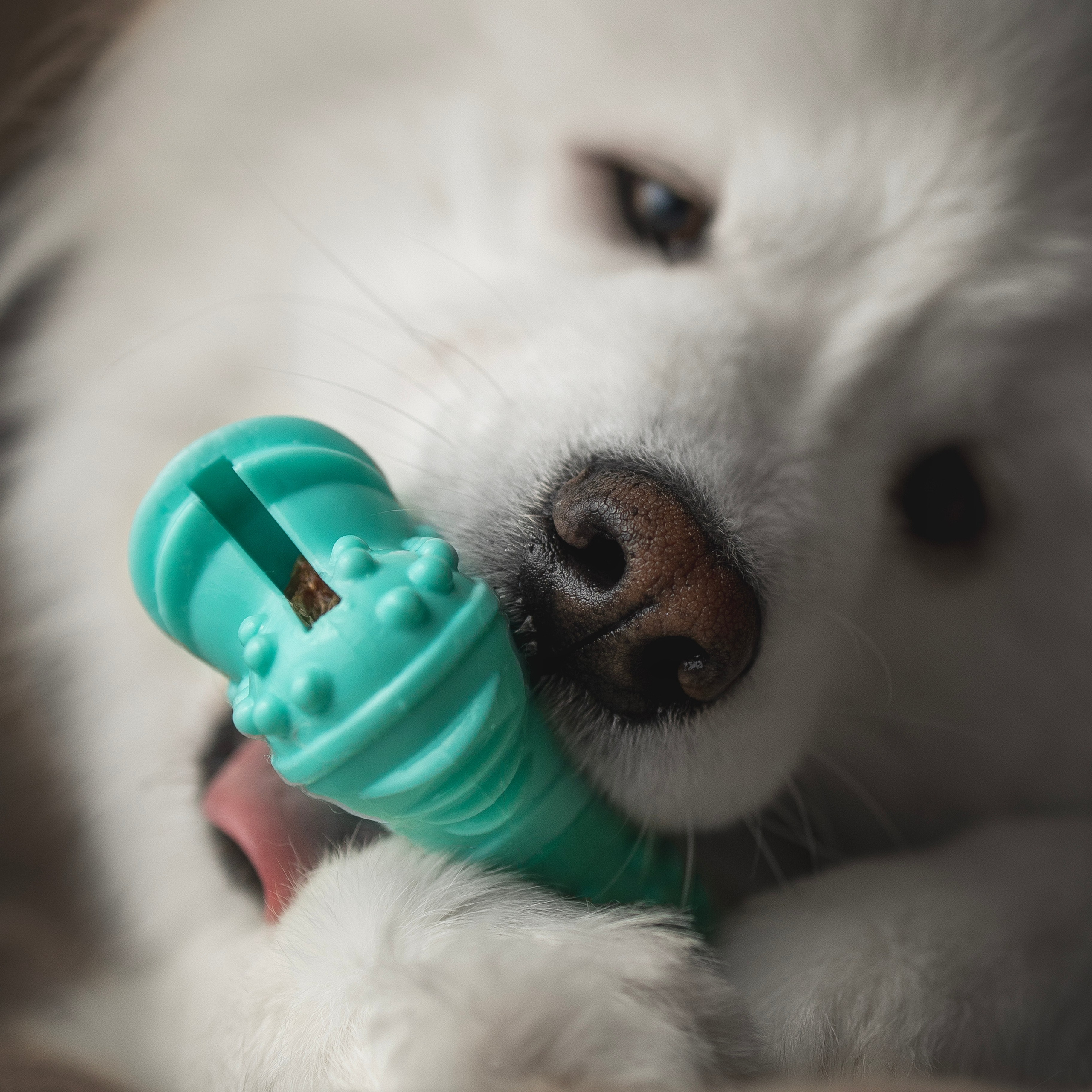 Для брендов. Фотограф анималист в Москве Майорова Евгения