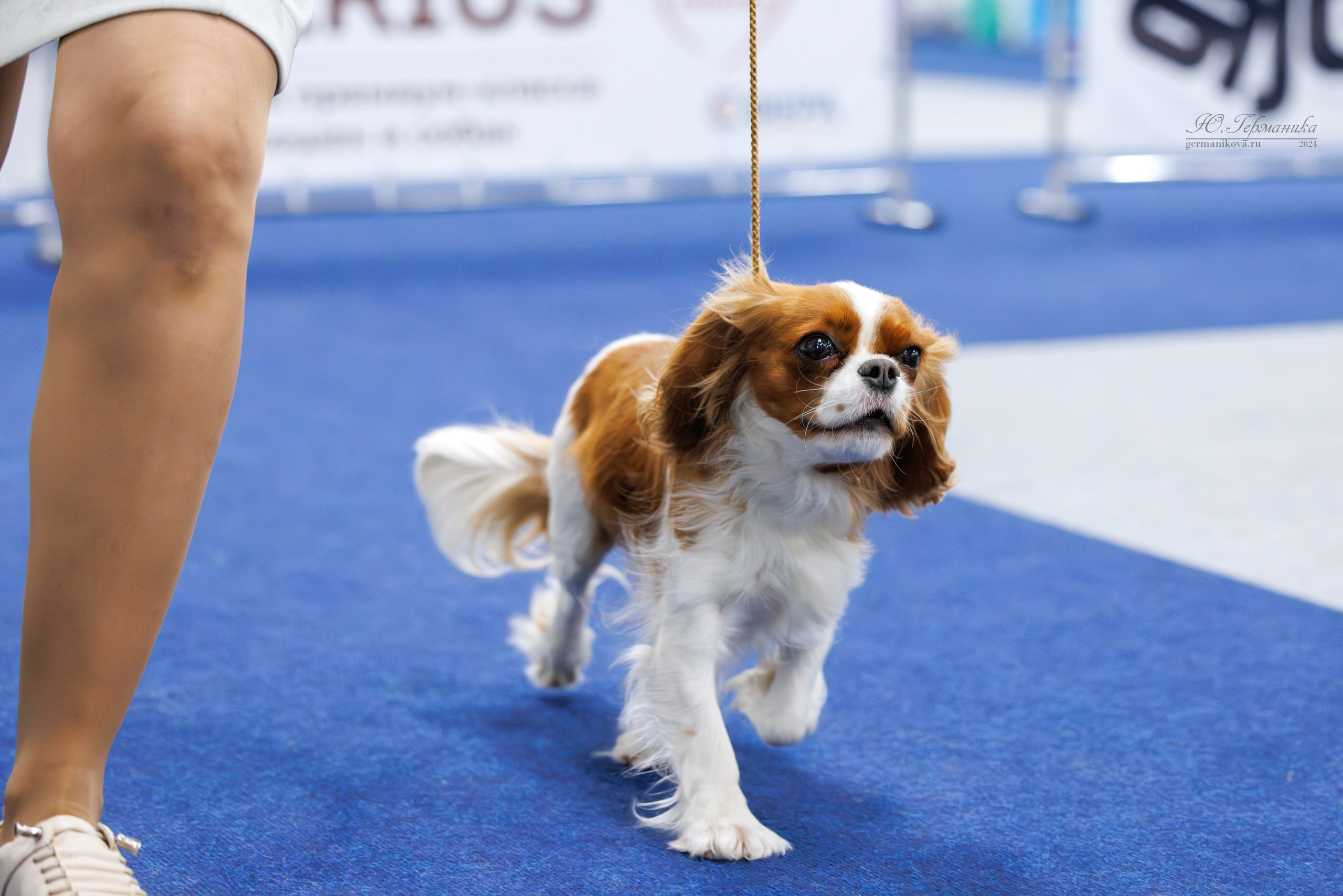 Сфера 06.04.2025. Фотограф-анималист Юлия Германика