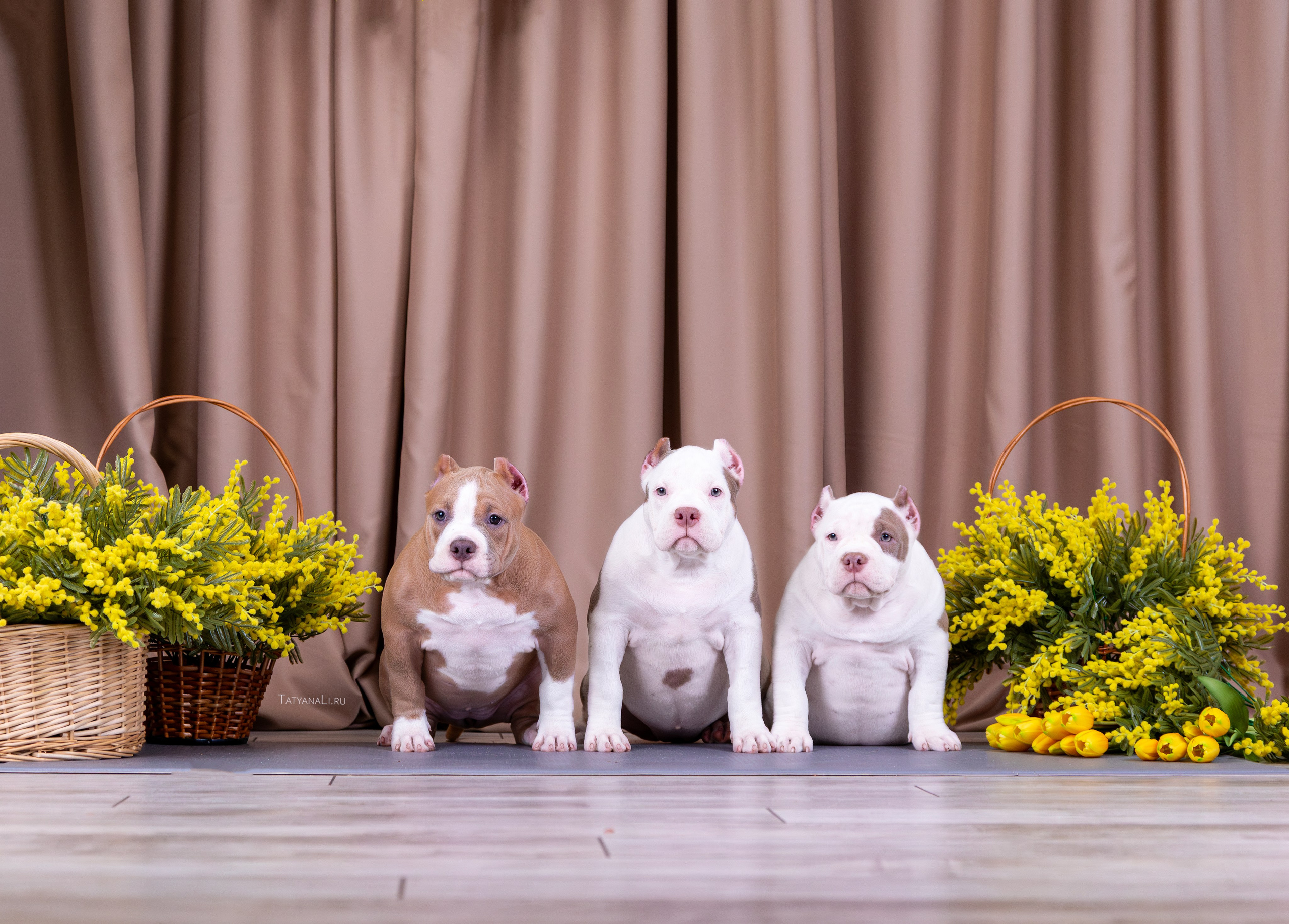 Американский булли. Фотограф — анималист Татьяна Ли