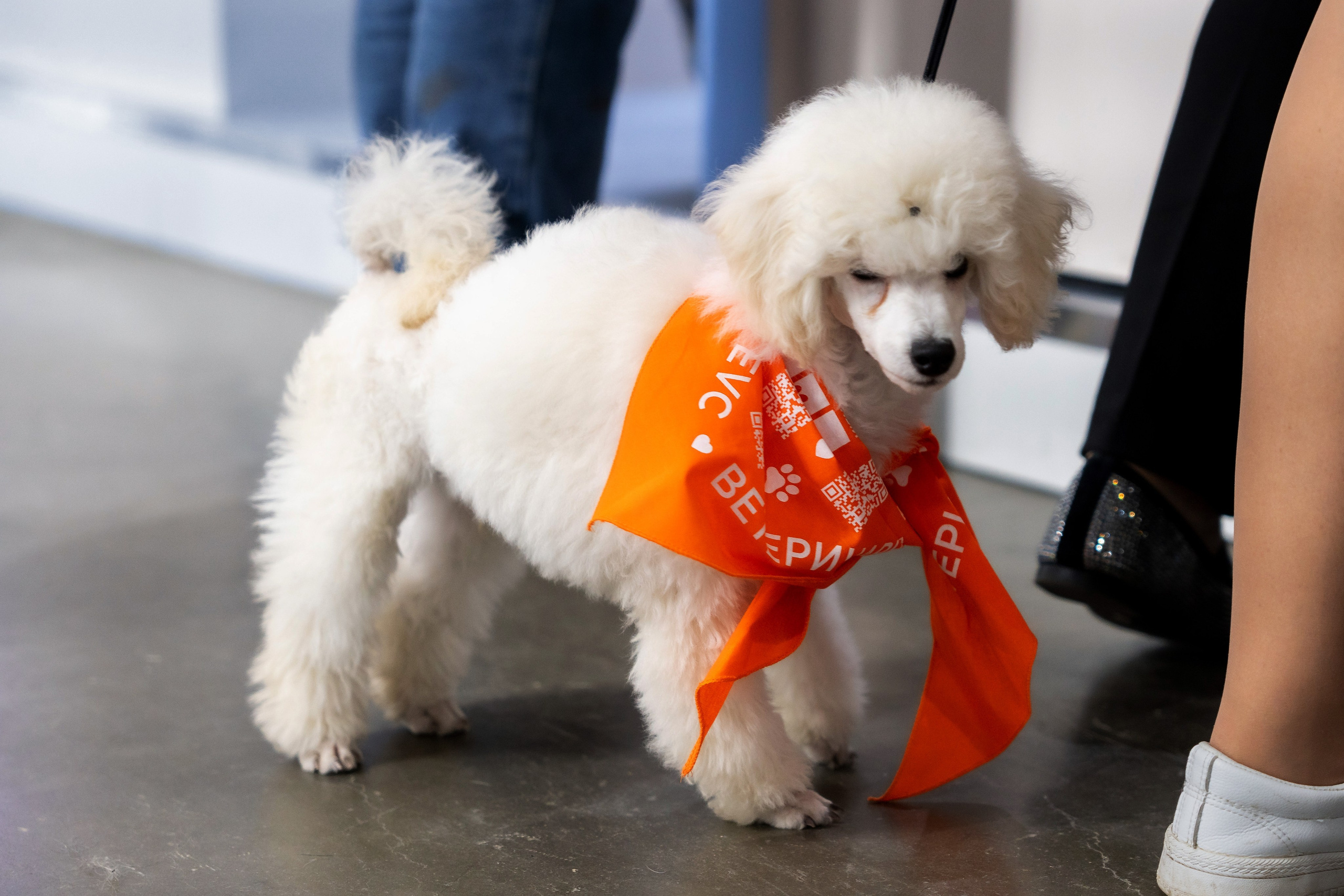 Животные. Фото, видео, монтаж