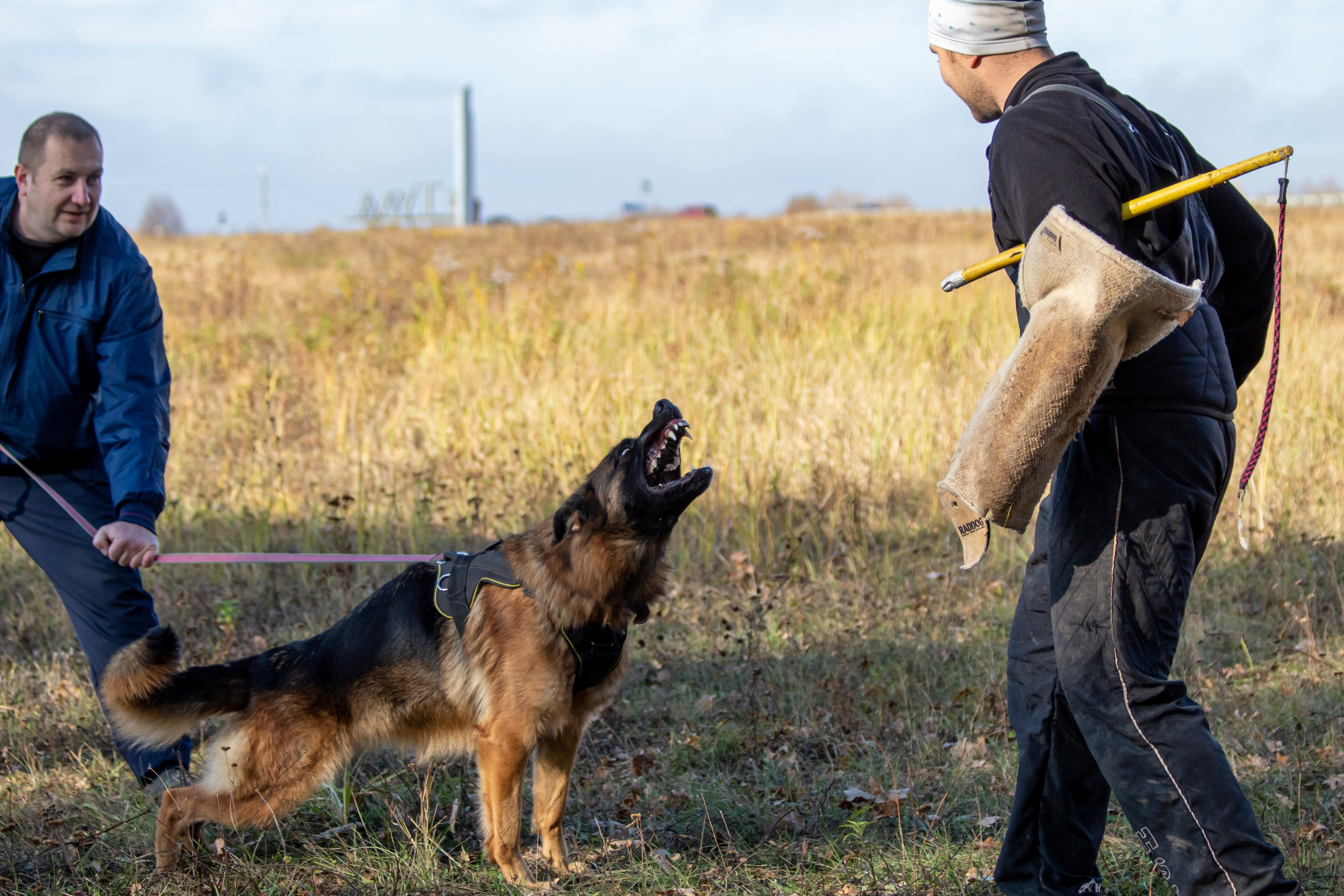 Тренинг защитного раздела. Фотограф анималист — Тула, Москва