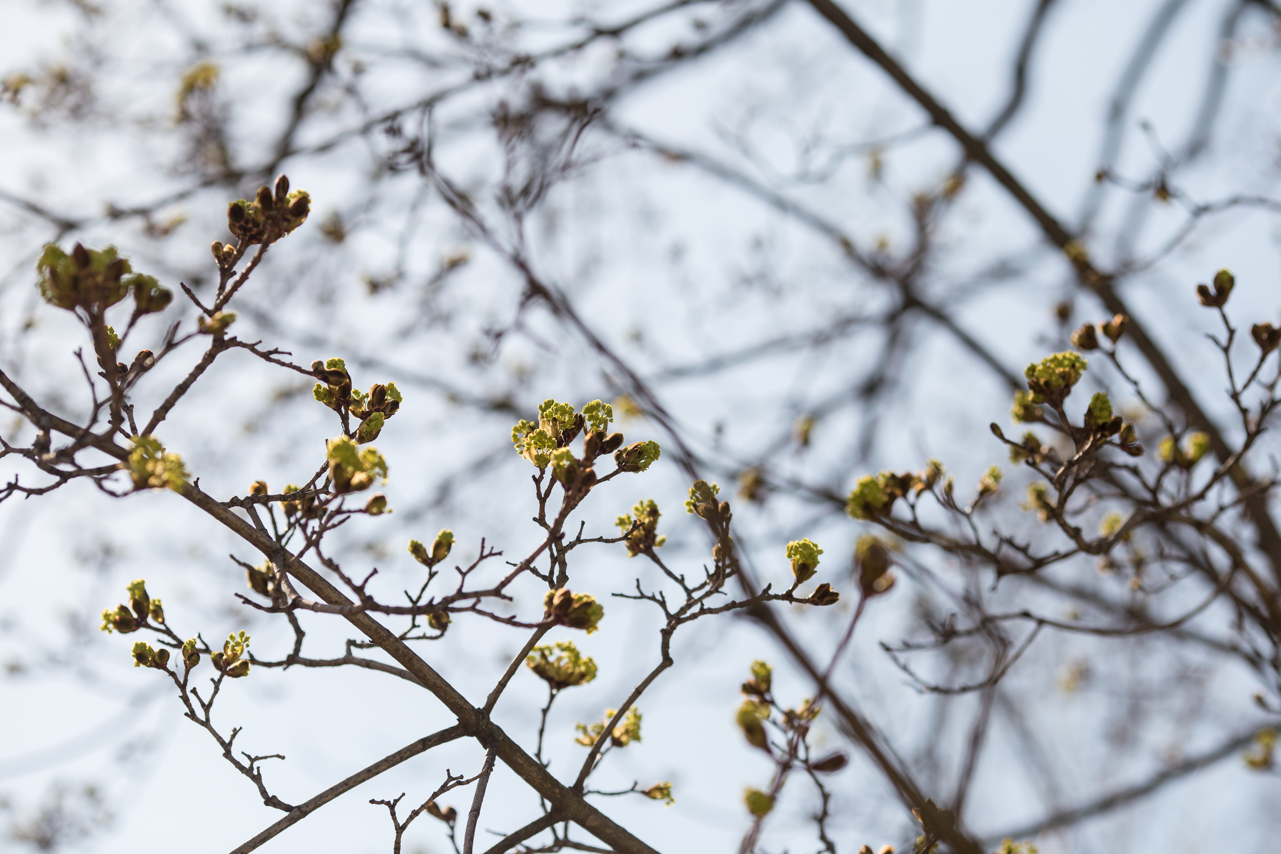 Свадьба Елена и Денис, Коломенское. Свадебный и репортажный фотограф (Москва, Королев и другие)