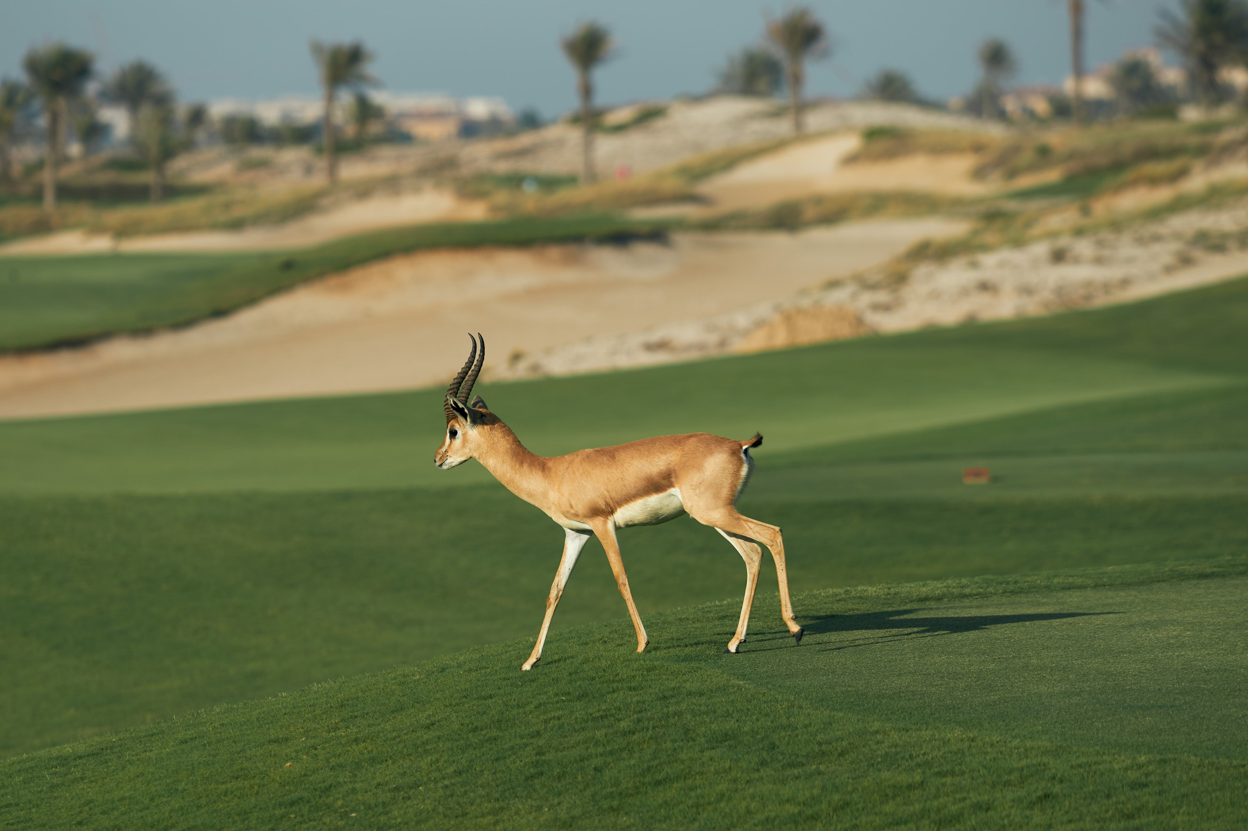 UAE GOLF. Фотограф Наталья Леонова