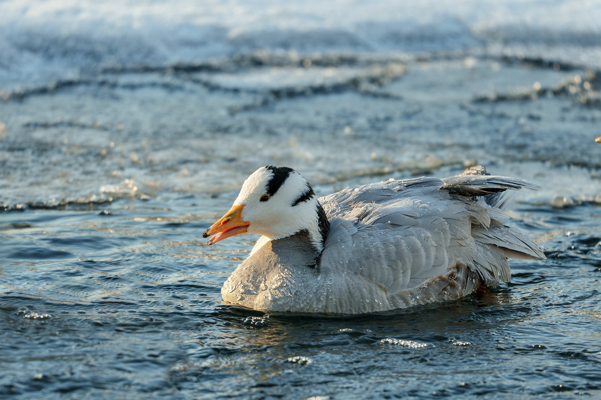 Удивительные мир птиц. Вокруг нас столько прекрасного — присмотритесь!. Ваш личный фотограф Марина Волкова