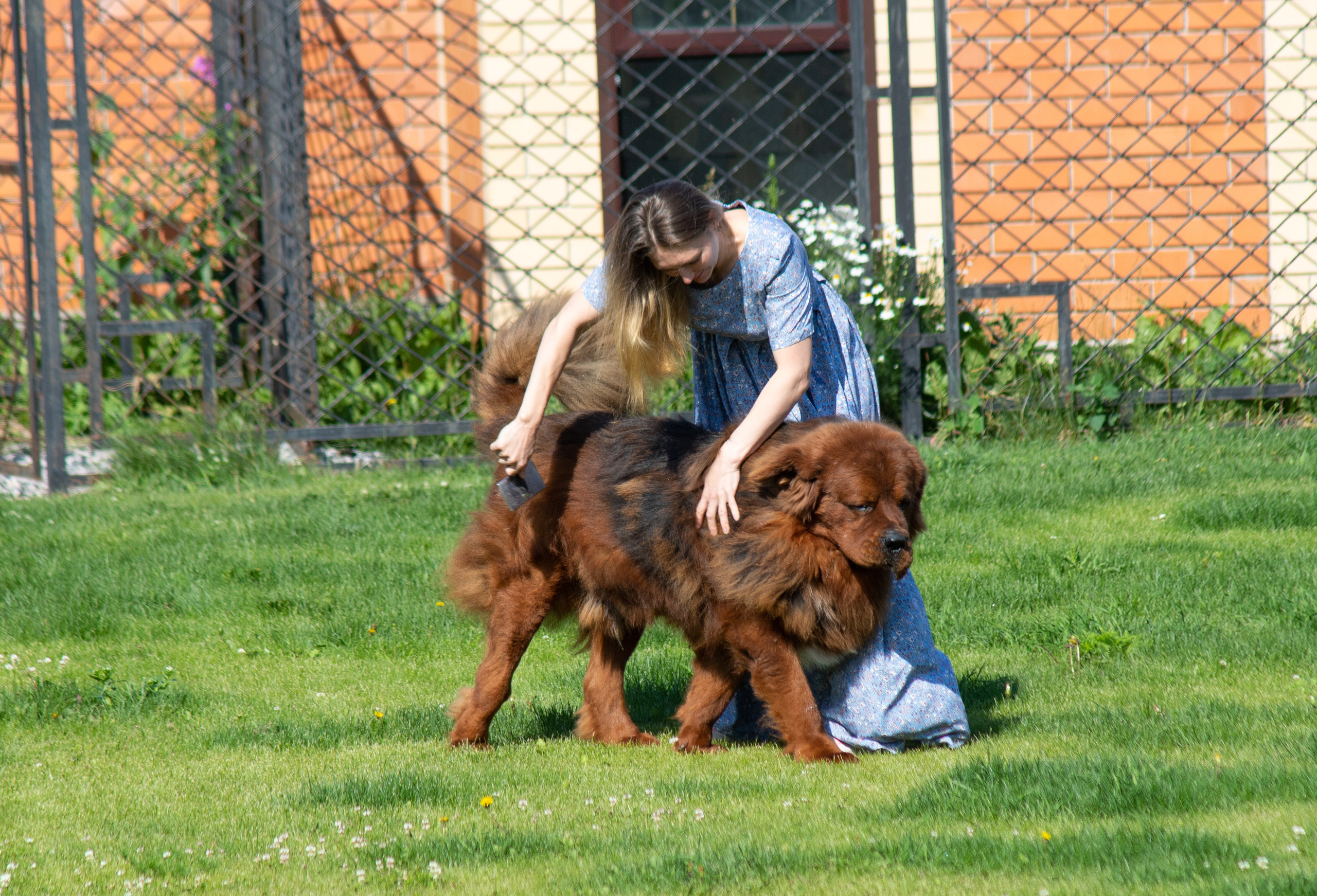 Собаки. Портретный и репортажный фотограф в Тюмени | Соколов Дмитрий
