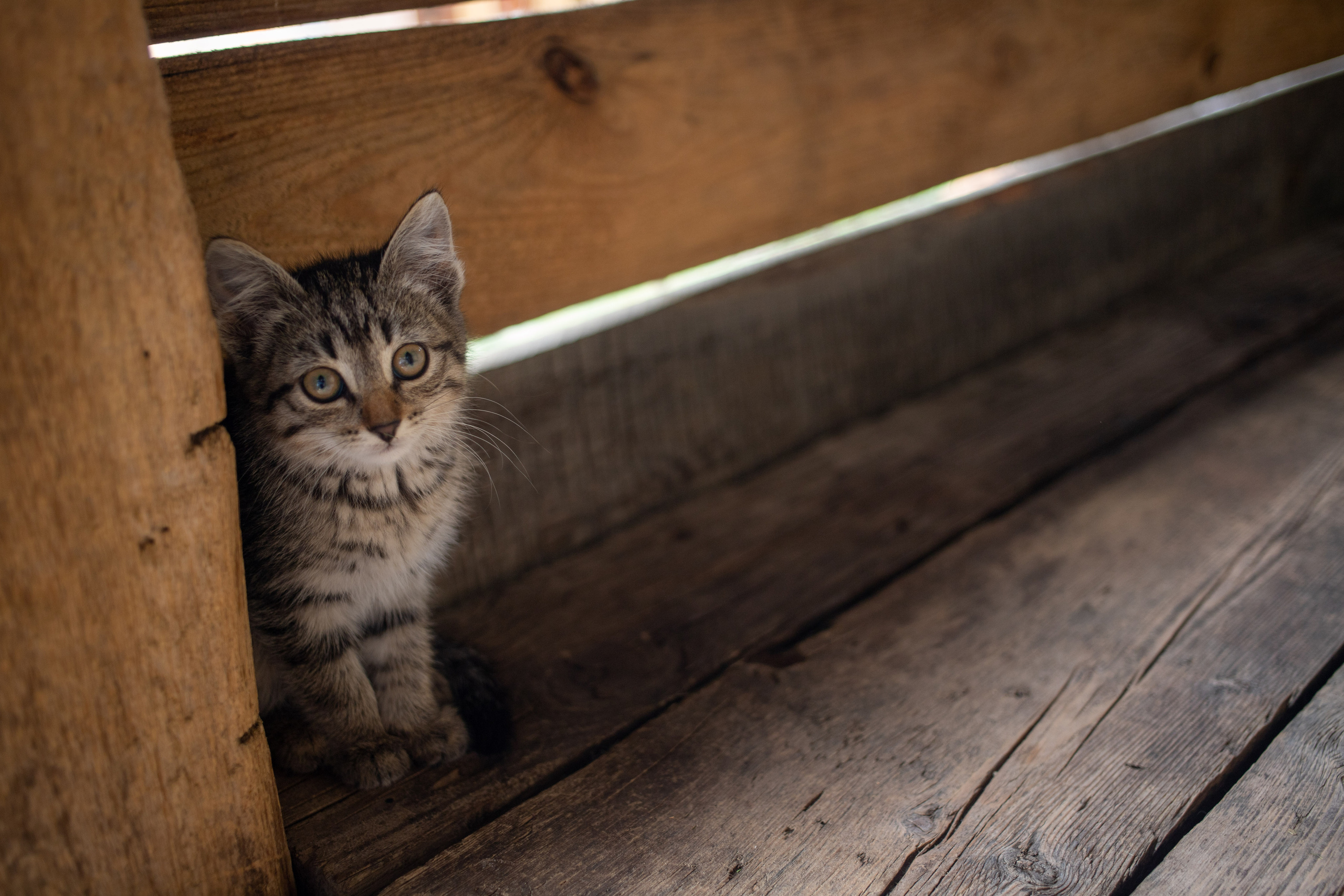 Кошки. Портретный и репортажный фотограф в Тюмени | Соколов Дмитрий