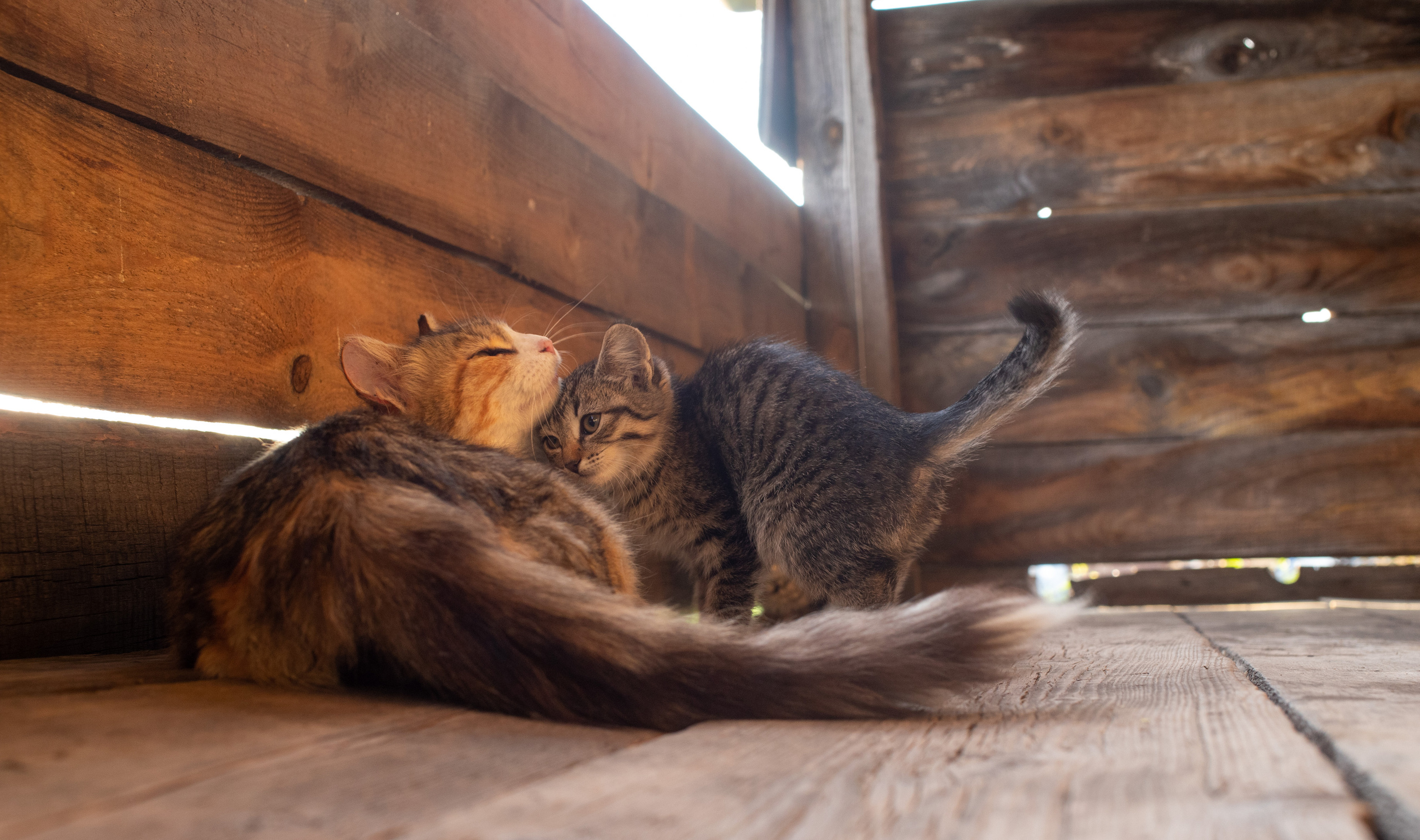 Кошки. Портретный и репортажный фотограф в Тюмени | Соколов Дмитрий