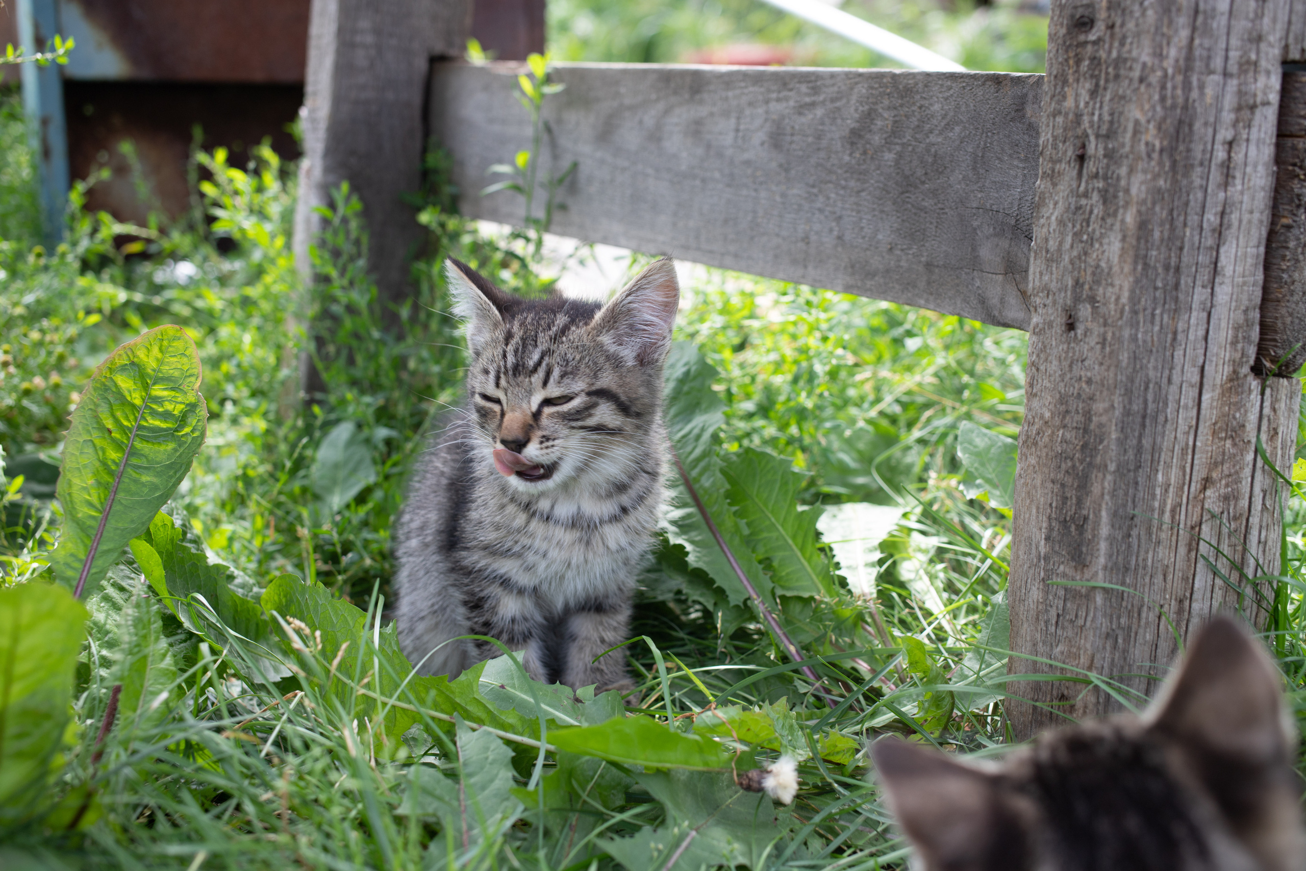 Кошки. Портретный и репортажный фотограф в Тюмени | Соколов Дмитрий