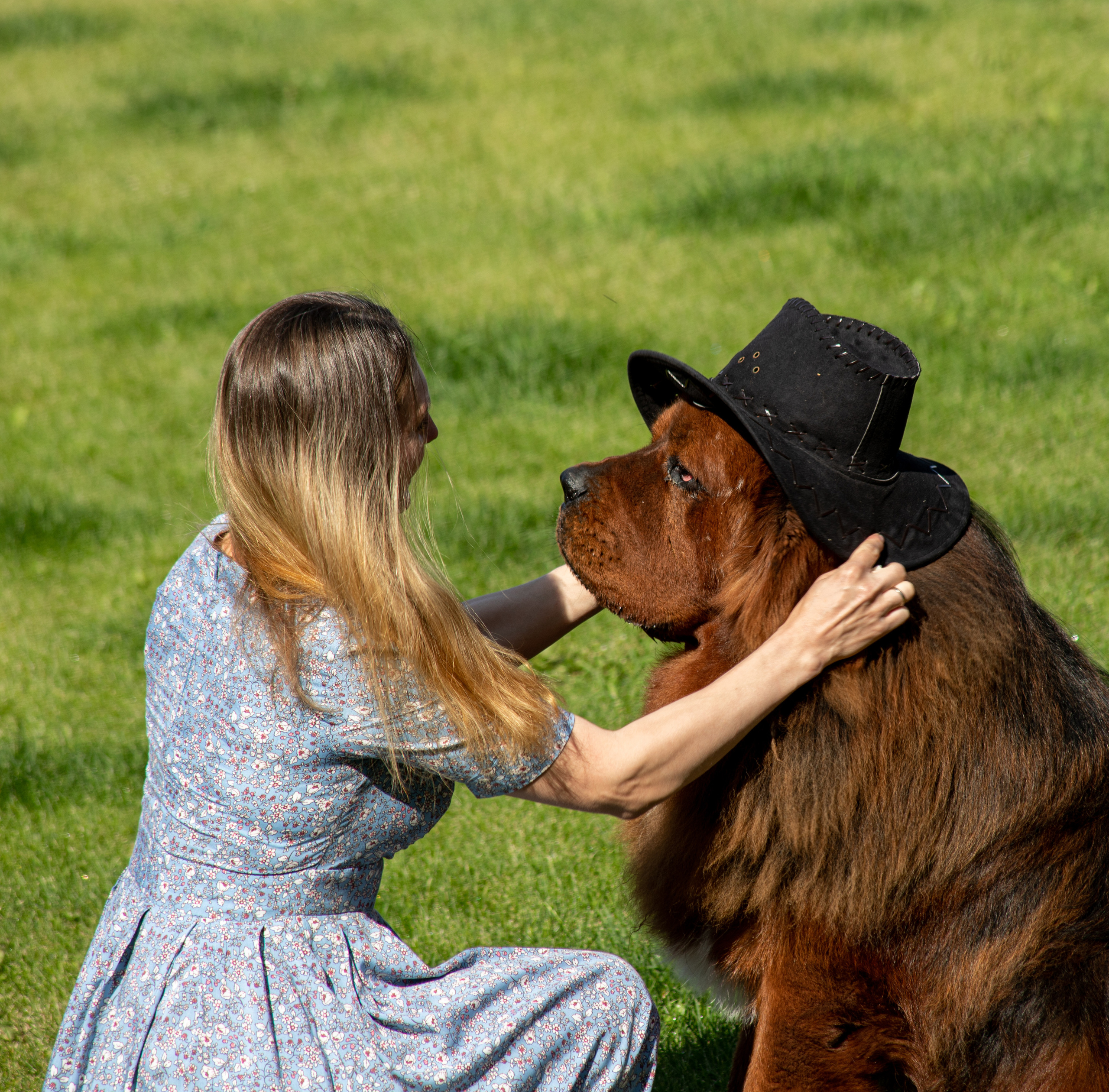 Собаки. Портретный и репортажный фотограф в Тюмени | Соколов Дмитрий