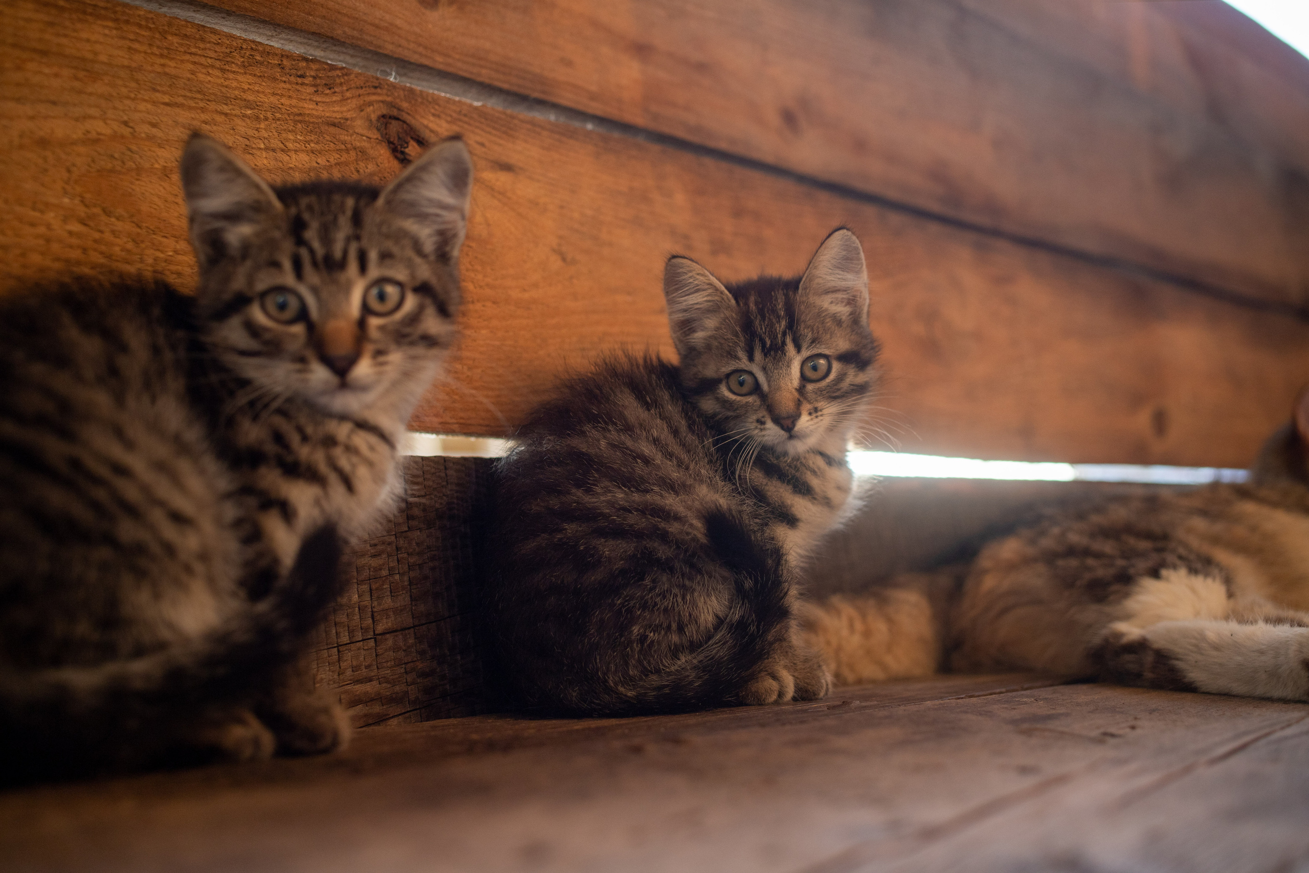Кошки. Портретный и репортажный фотограф в Тюмени | Соколов Дмитрий