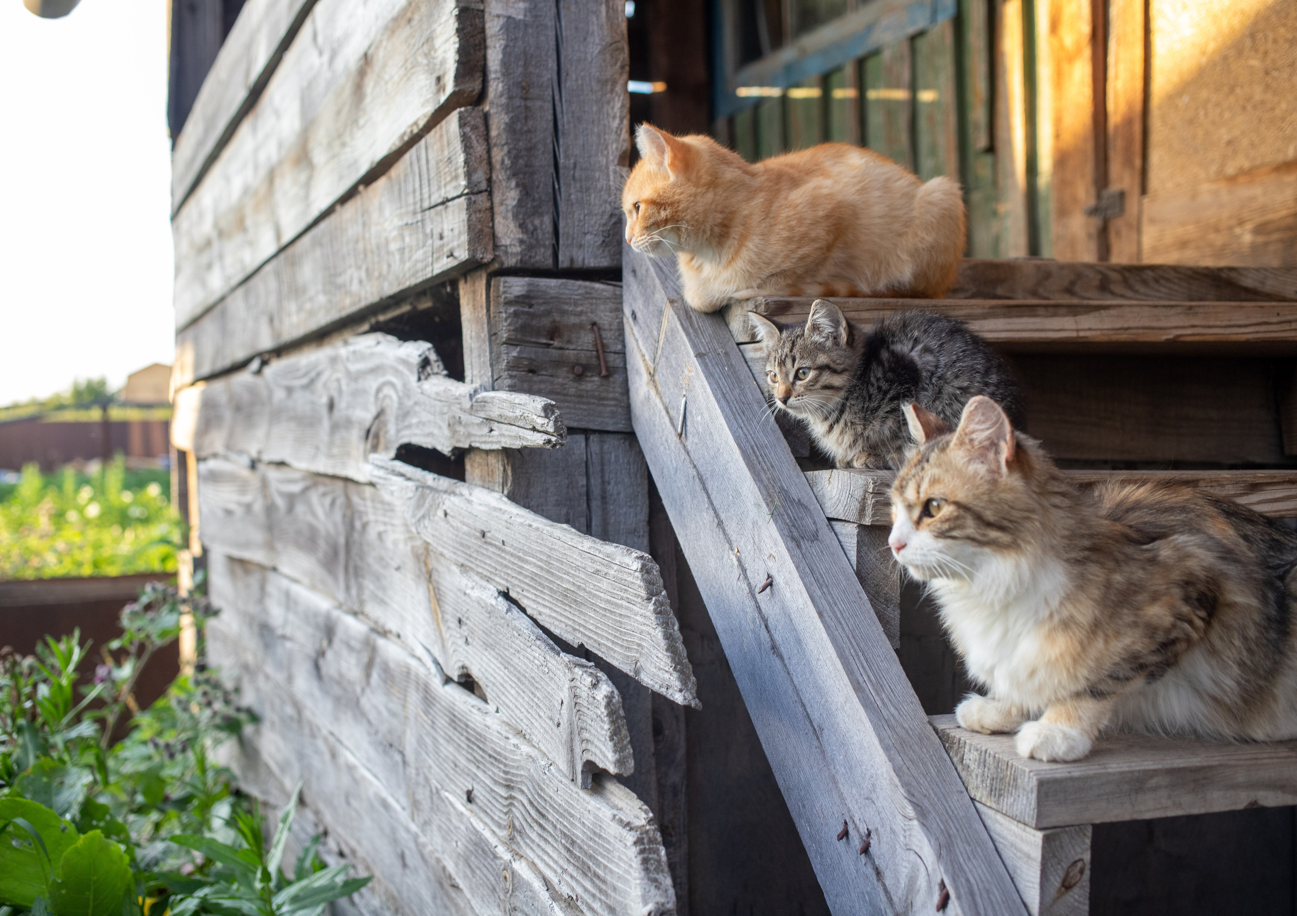 Кошки. Портретный и репортажный фотограф в Тюмени | Соколов Дмитрий
