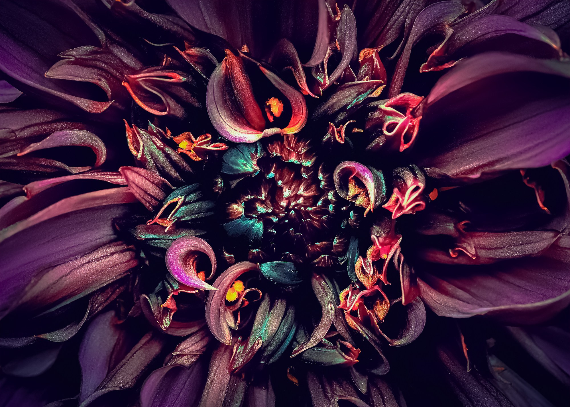 COLOURED FLOWERS. Eirene G |  Photoartist | Flowers from my garden