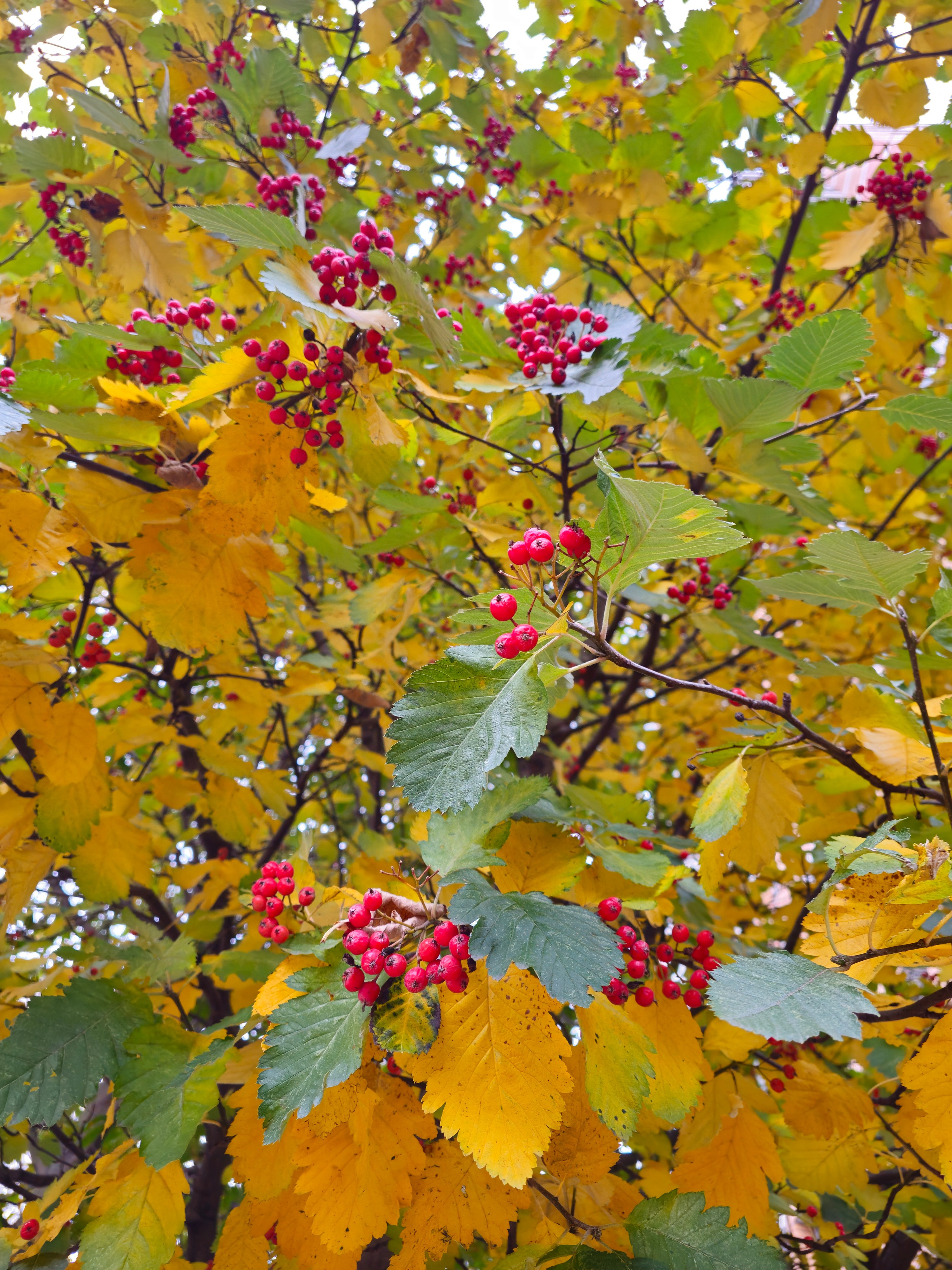 Ярко-красные ягоды на ветвях, окруженные желтыми и зелеными осенними листьями. Описание: Крупный план ветвей с ярко-красными гроздьями ягод. Вокруг — крупные листья, окрашенные в насыщенный желтый и оранжевый цвета, с вкраплениями зеленого.