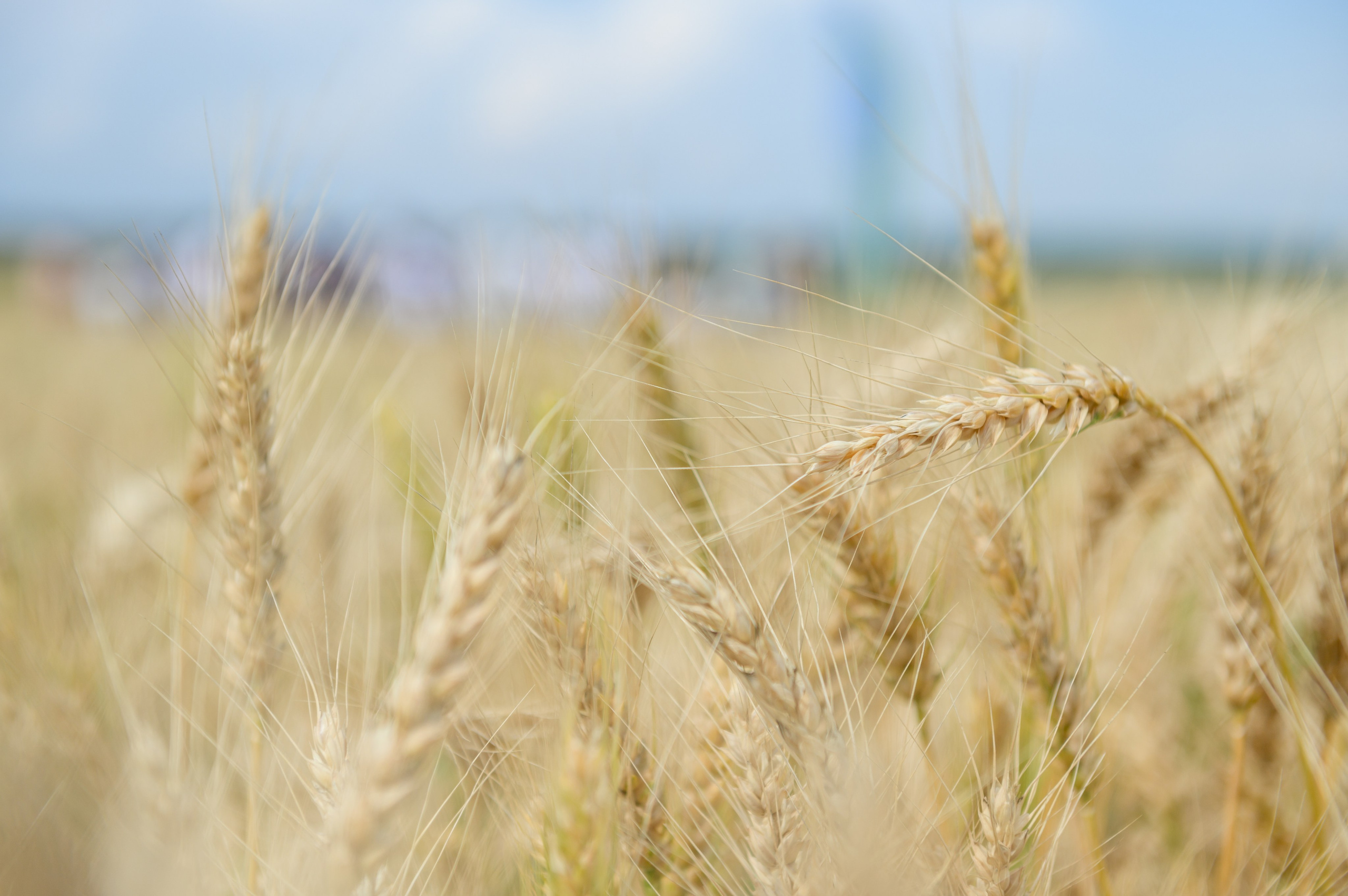 Проекты. Профессиональный фотограф Вячеслав Плацында | Липецк |