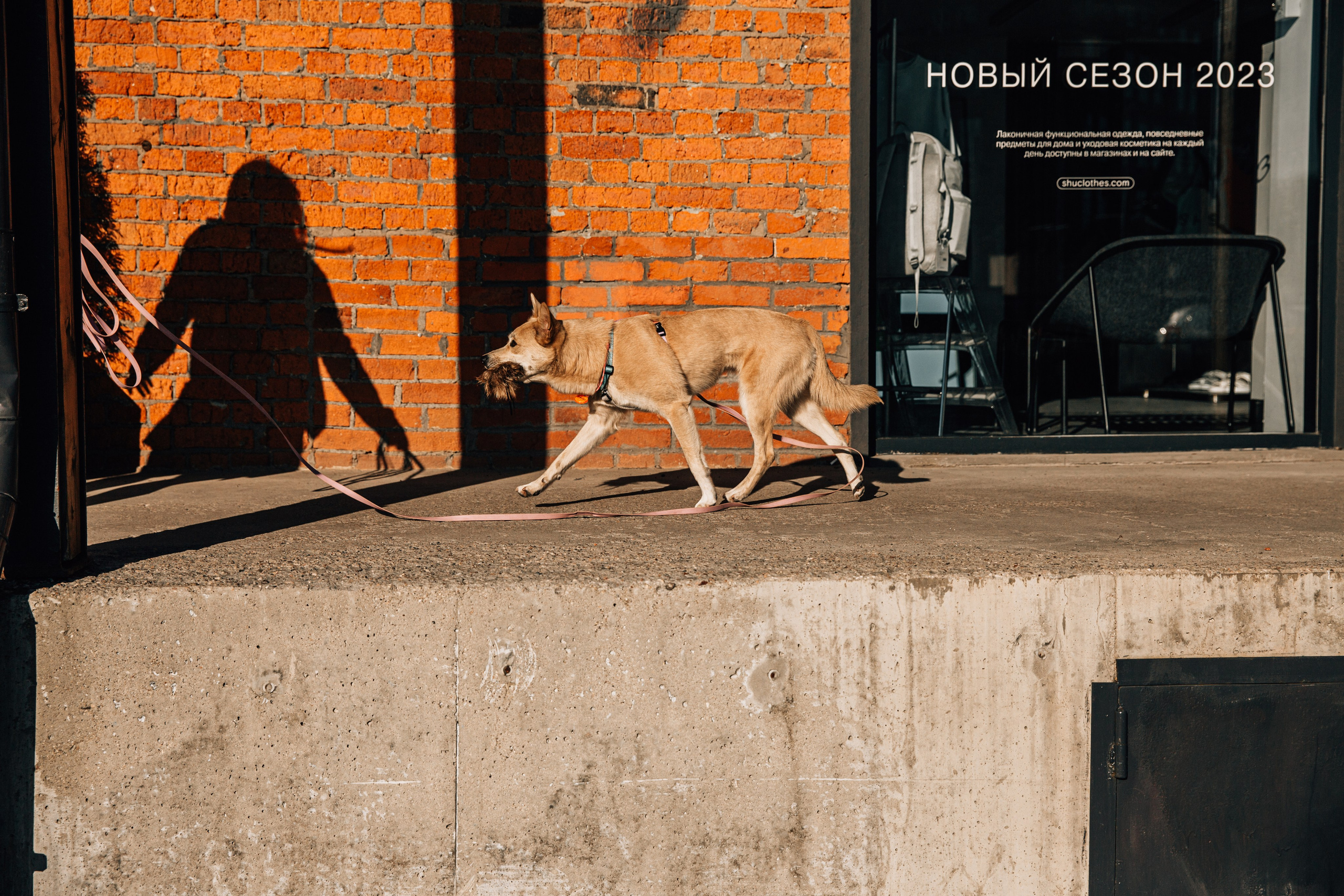 Катя и Кыса. Фотограф-анималист в Москве Соломонова Варвара