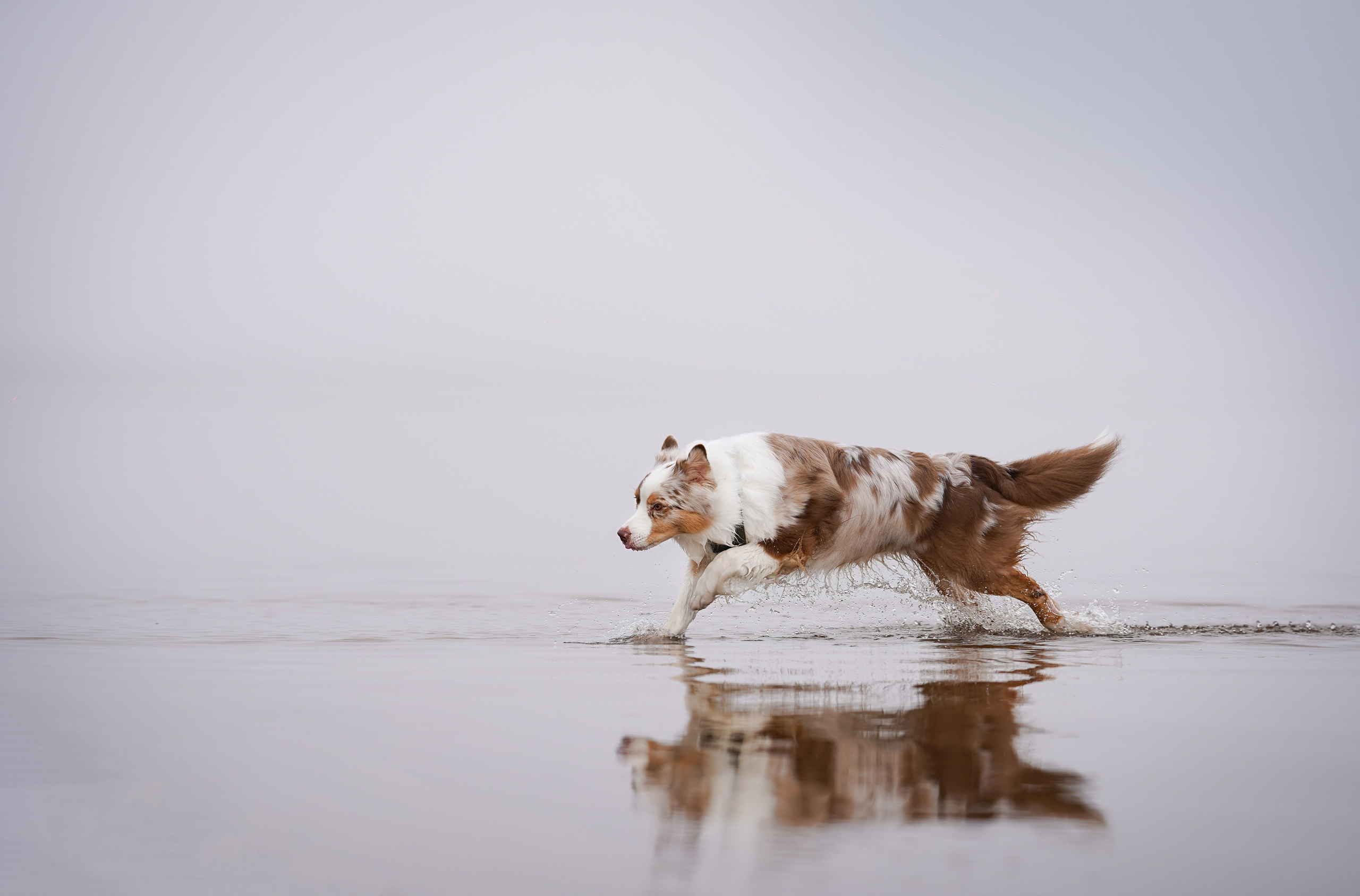 Панда Ладога. Фотограф-анималист в Санкт-Петербурге Яна Мартынова