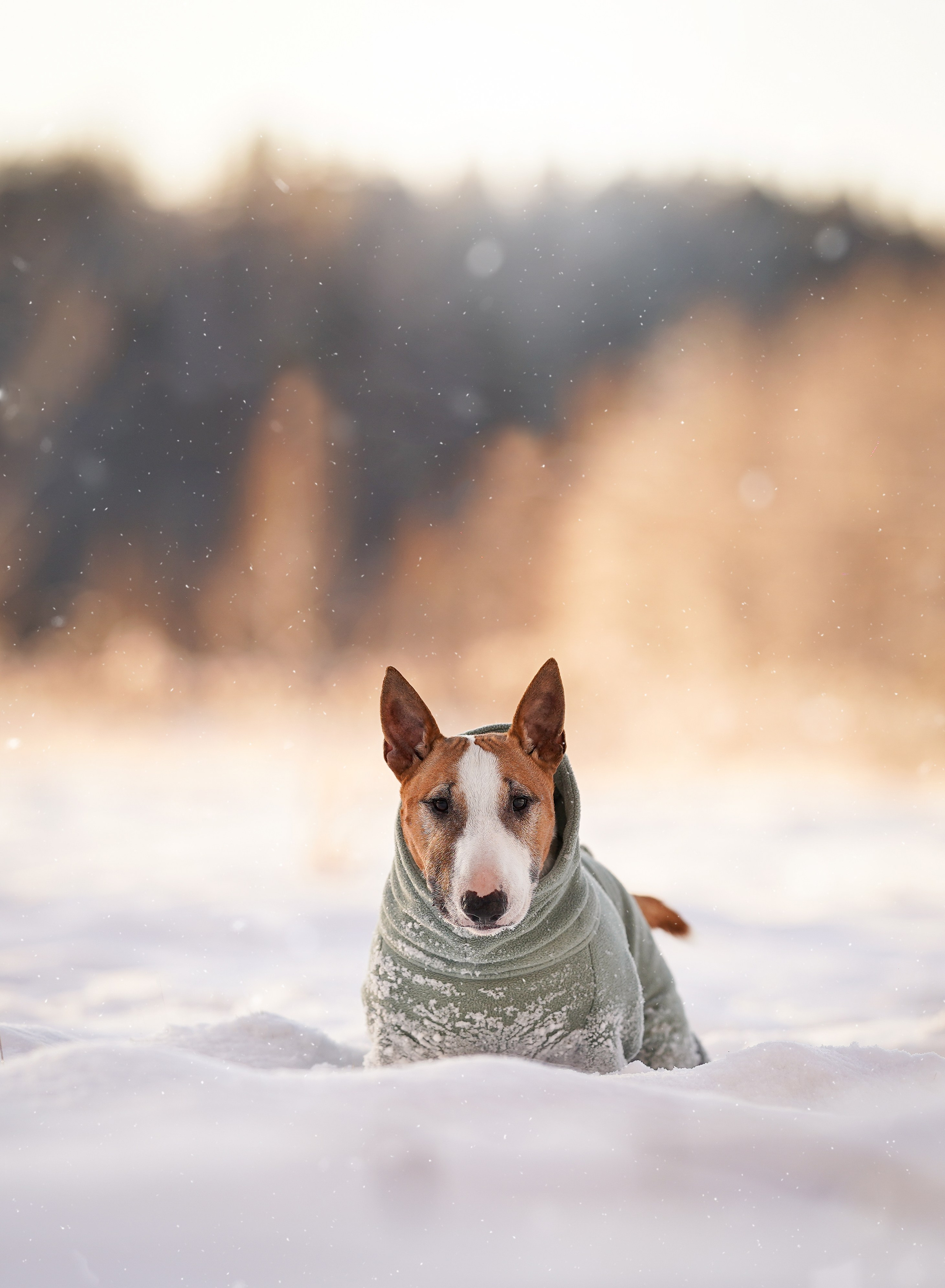 Панда и Юни Карелия. Фотограф-анималист в Санкт-Петербурге Яна Мартынова